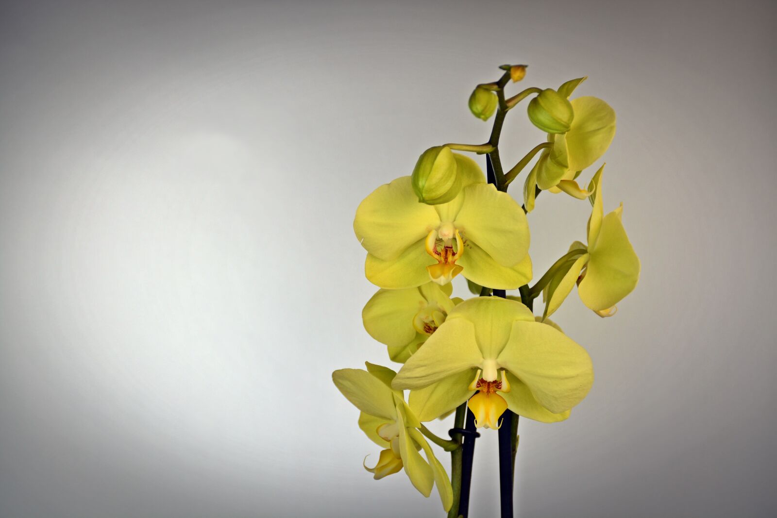 Nikon D5200 sample photo. Orchid, flower, blossom photography