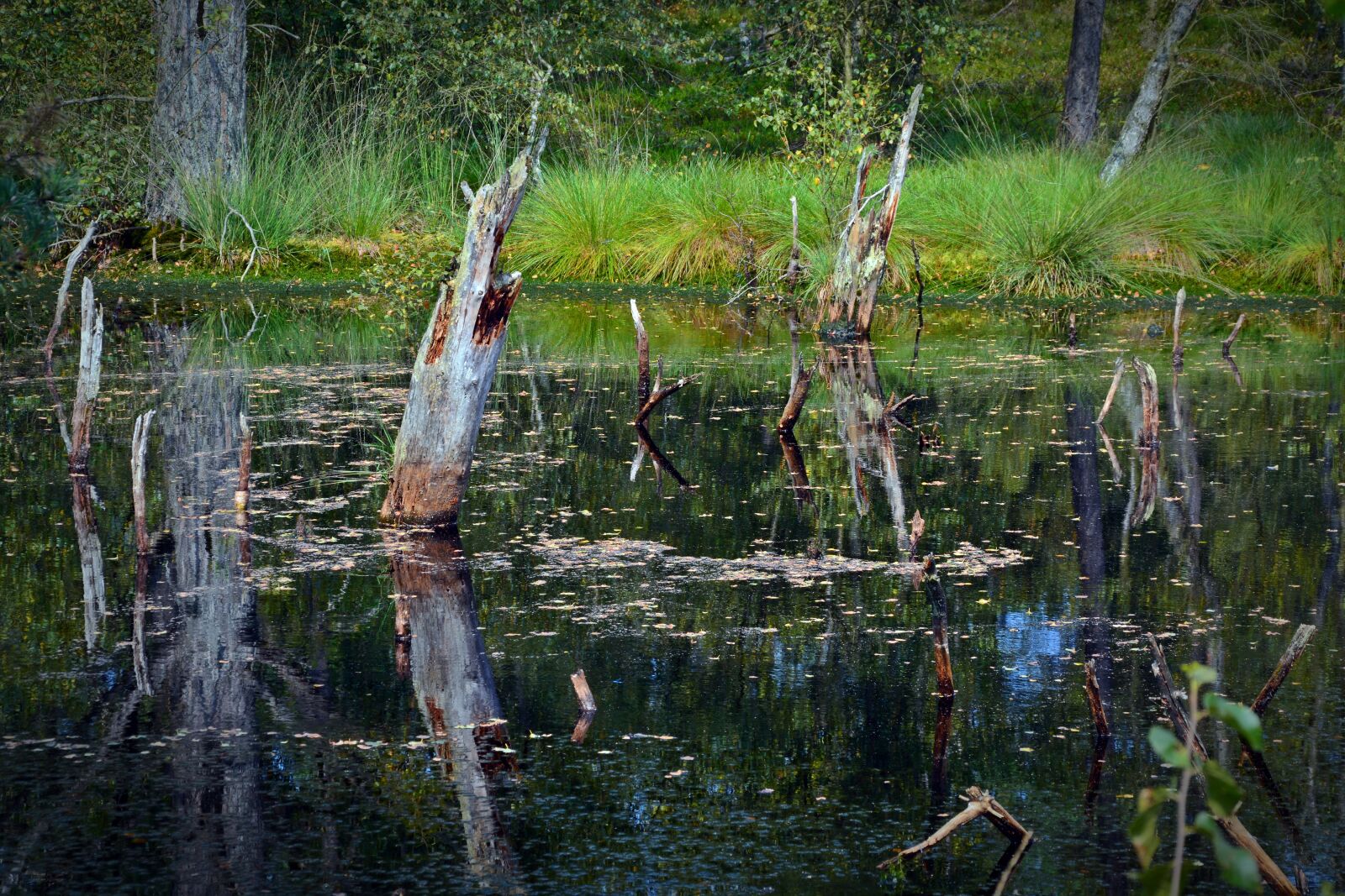 Nikon D5200 sample photo. Moor, mirroring, water photography
