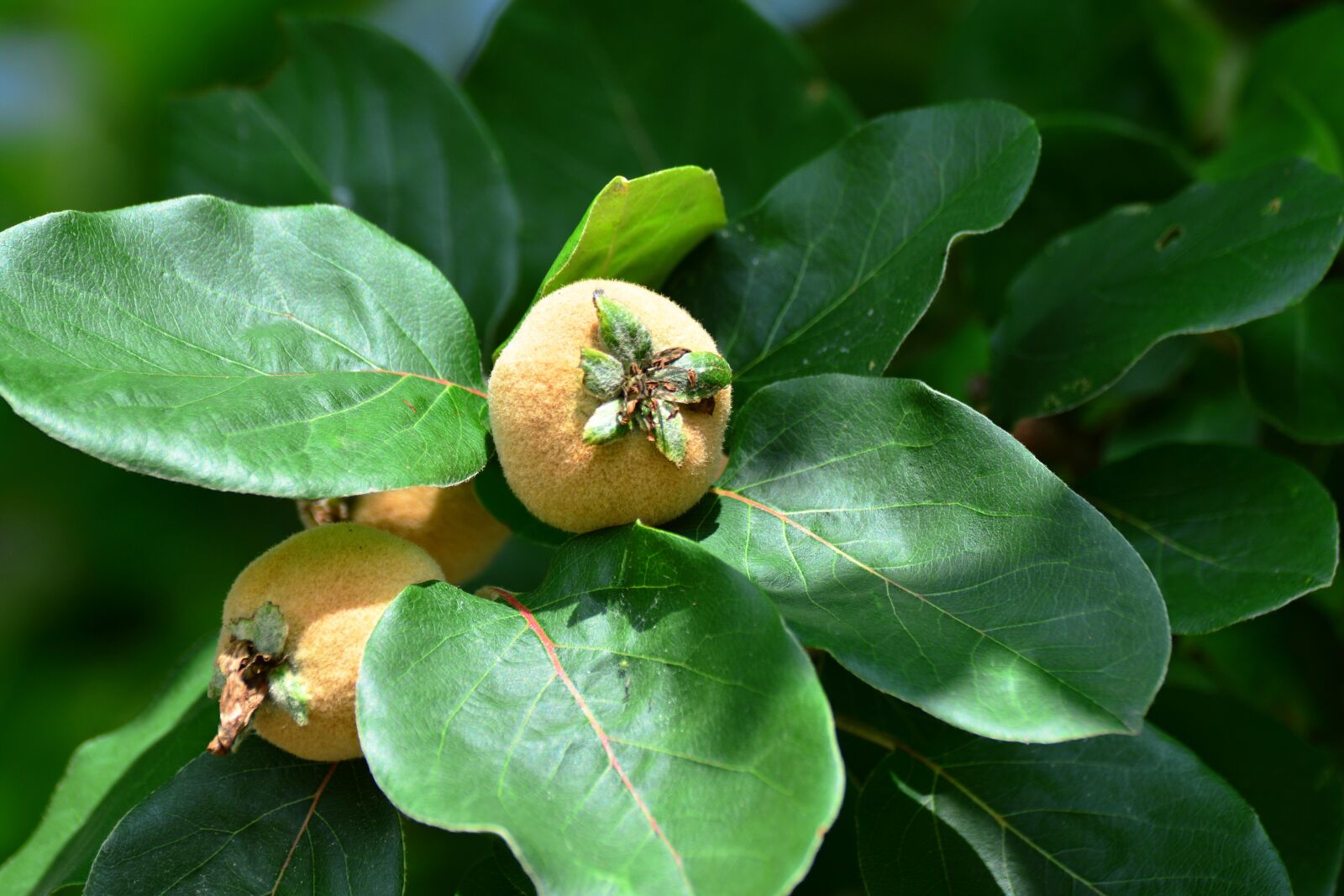 Nikon D5200 sample photo. Quince, fruits, quittenbaum photography