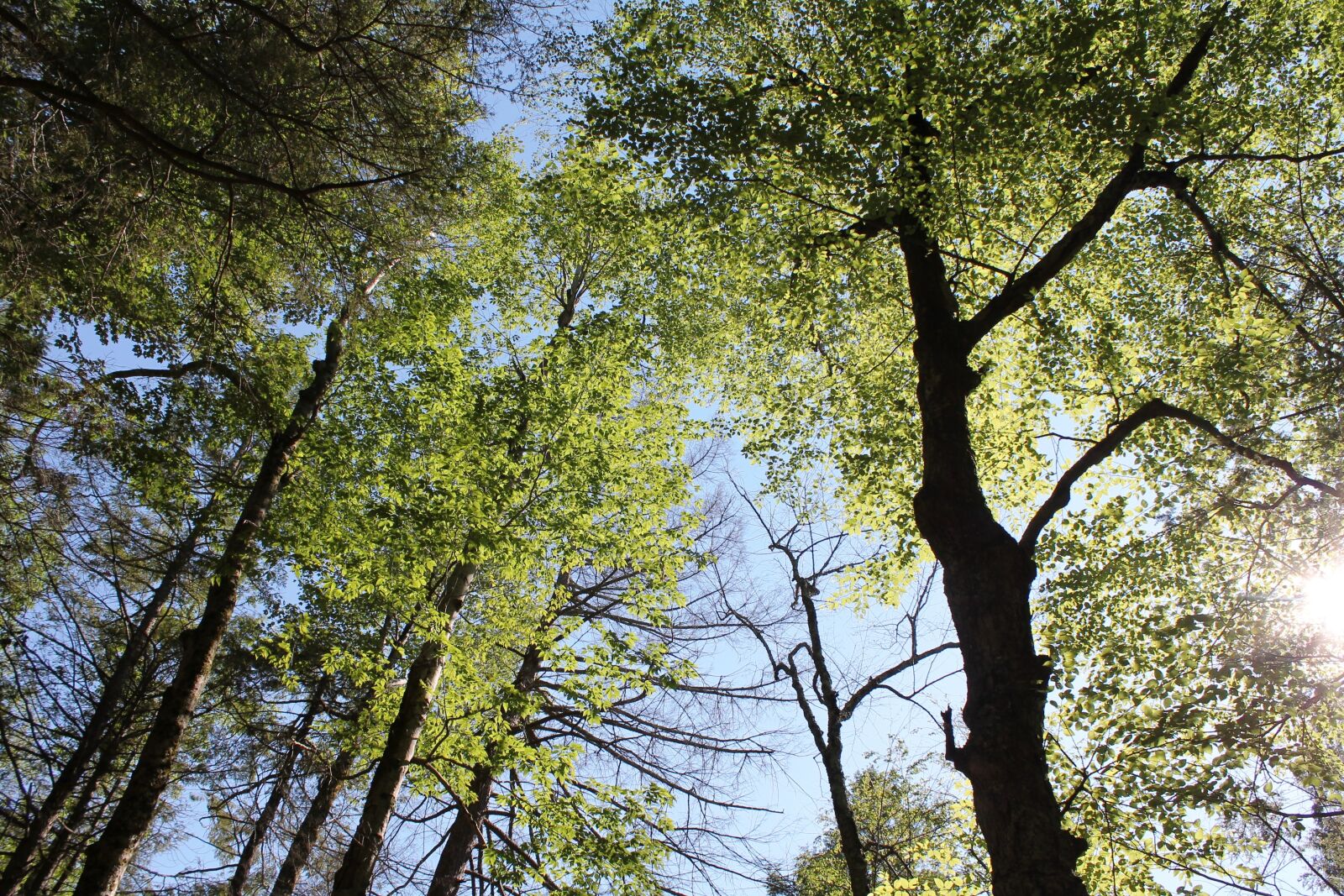 Canon EOS 1100D (EOS Rebel T3 / EOS Kiss X50) sample photo. Forest, trees, nature photography