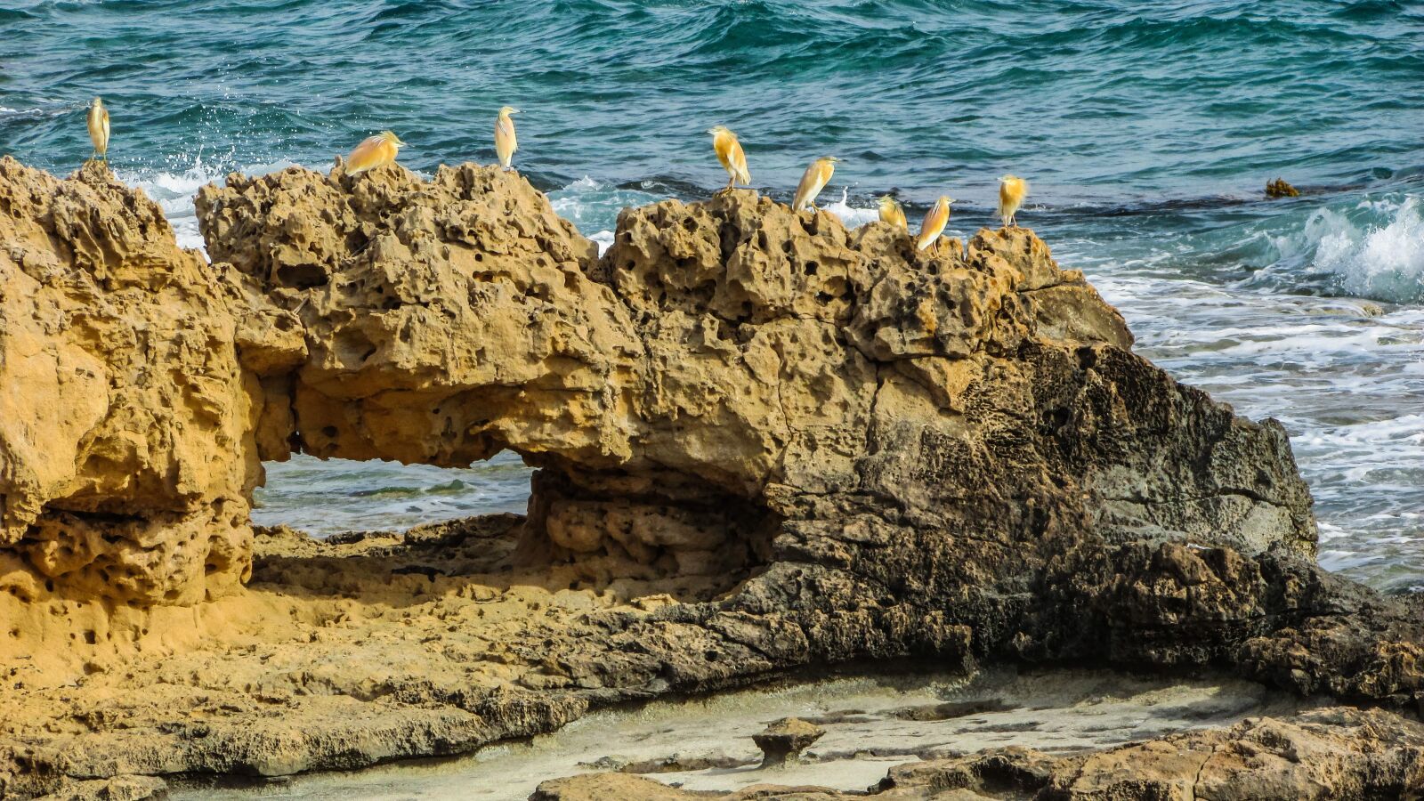 Canon PowerShot SX400 IS sample photo. Sea birds, wildlife, sea photography