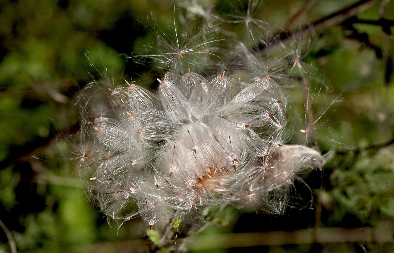 Canon EOS 5D Mark II sample photo. Plant, perennial, thistle photography