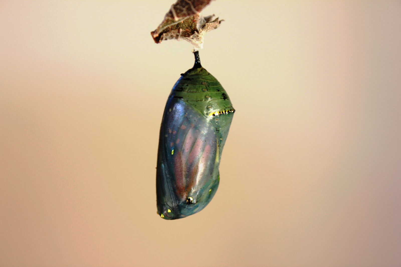 Canon EOS 550D (EOS Rebel T2i / EOS Kiss X4) sample photo. Caterpillar, pupa, monarch butterfly photography