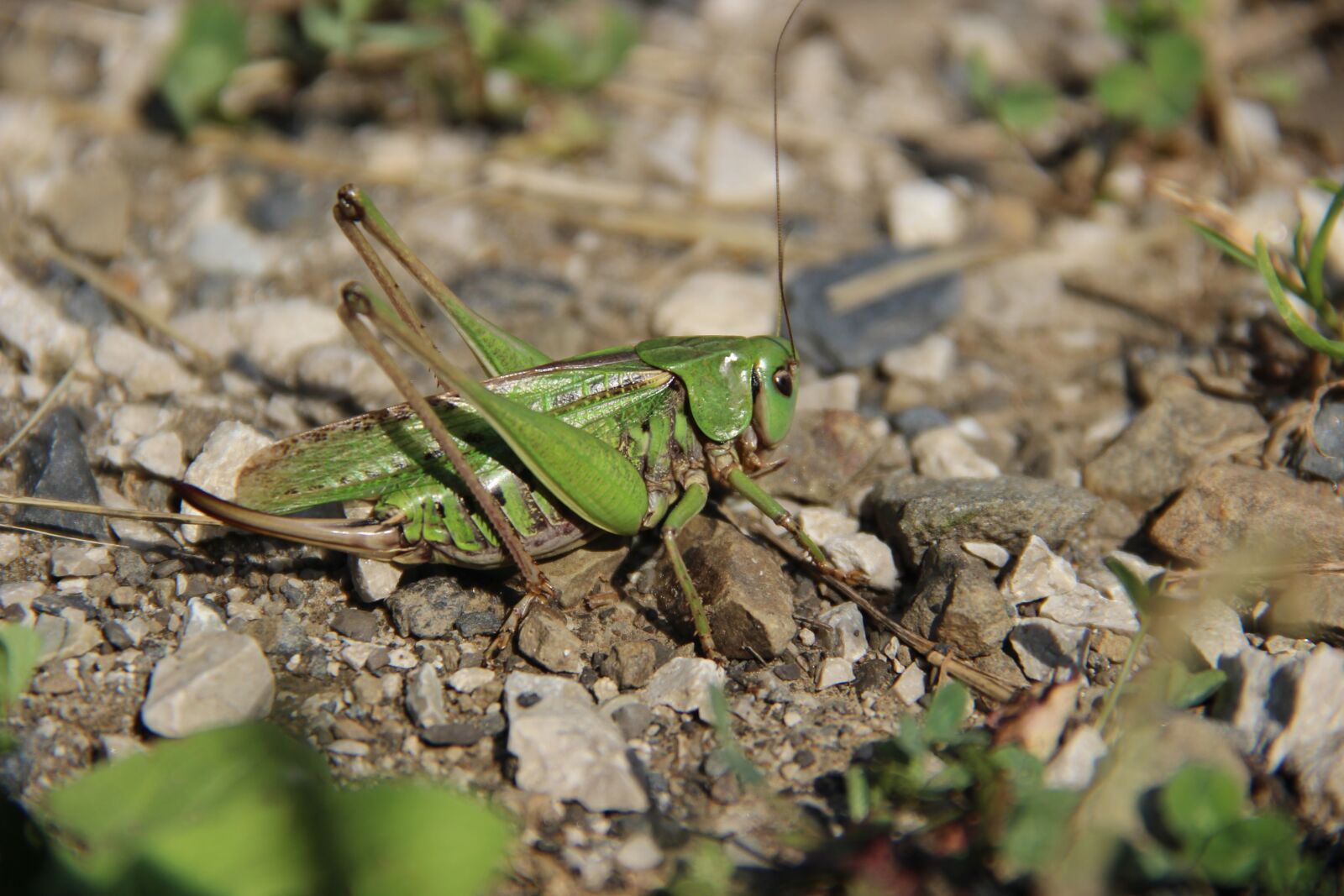 Canon EF-S 18-135mm F3.5-5.6 IS sample photo. Grasshopper, insect, rhinestones photography