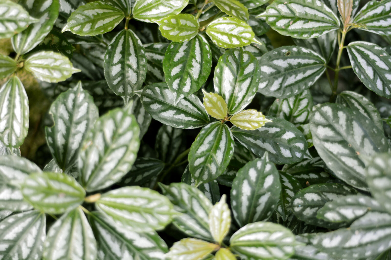 Nikon D7100 sample photo