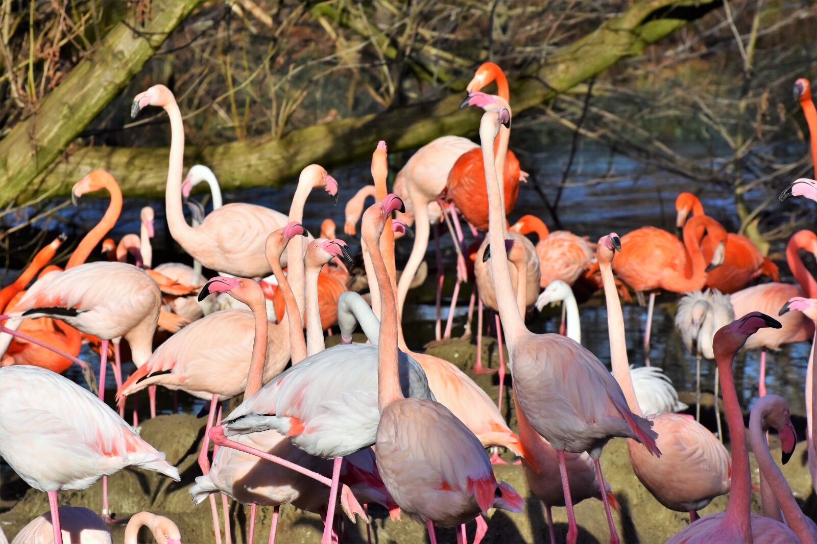 Nikon D7200 sample photo. Flamingo, white flamingo, bird photography