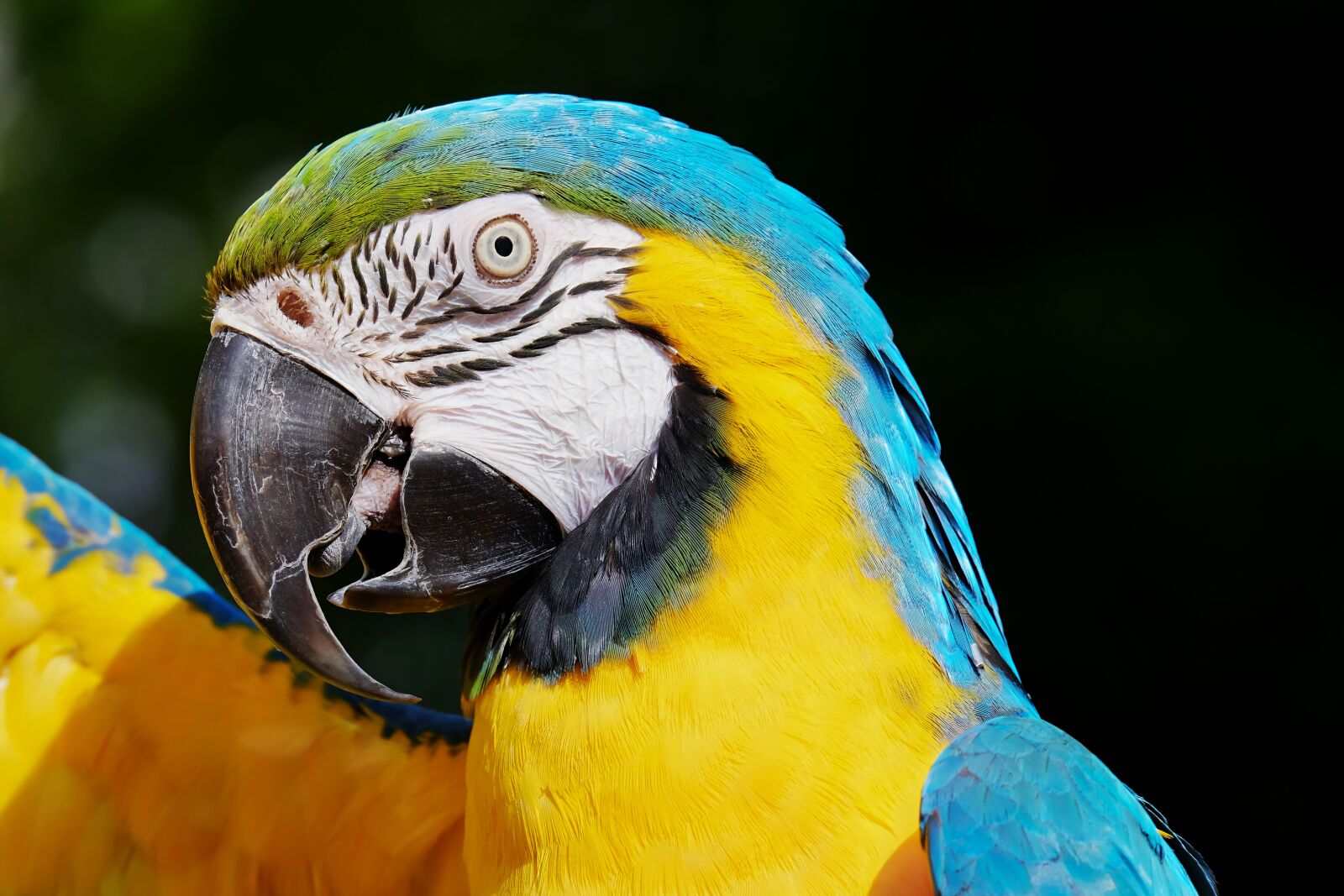 Fujifilm XF 55-200mm F3.5-4.8 R LM OIS sample photo. Ara, parrot, yellow macaw photography