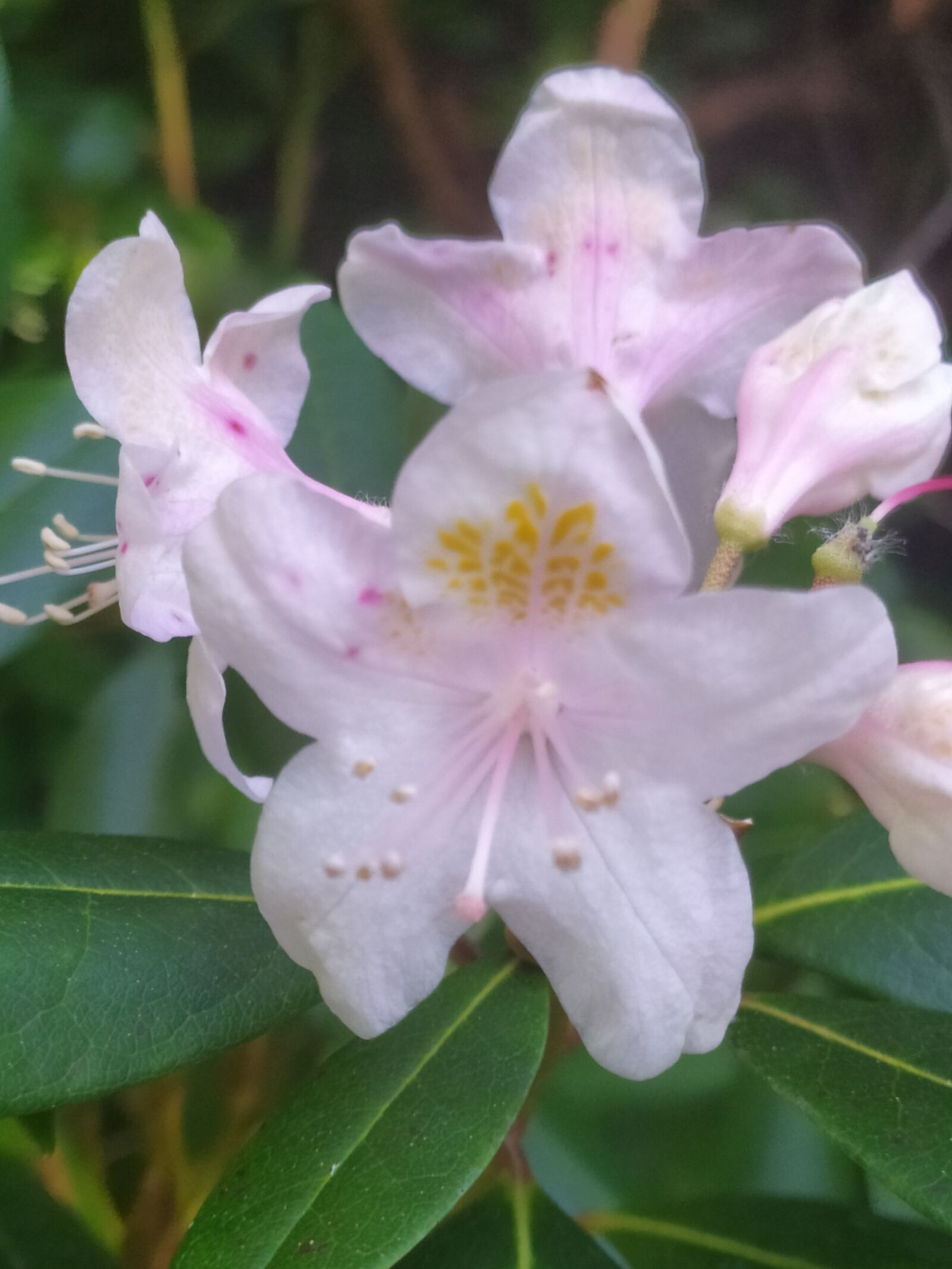 Xiaomi Redmi Note 7 sample photo. Nature, summer, flowers photography