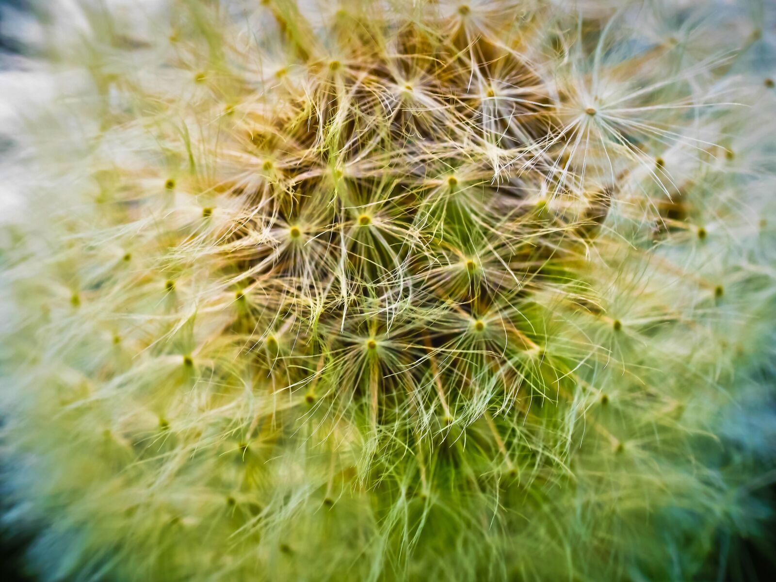 Olympus OM-D E-M10 sample photo. Dandelion, flower, pointed flower photography