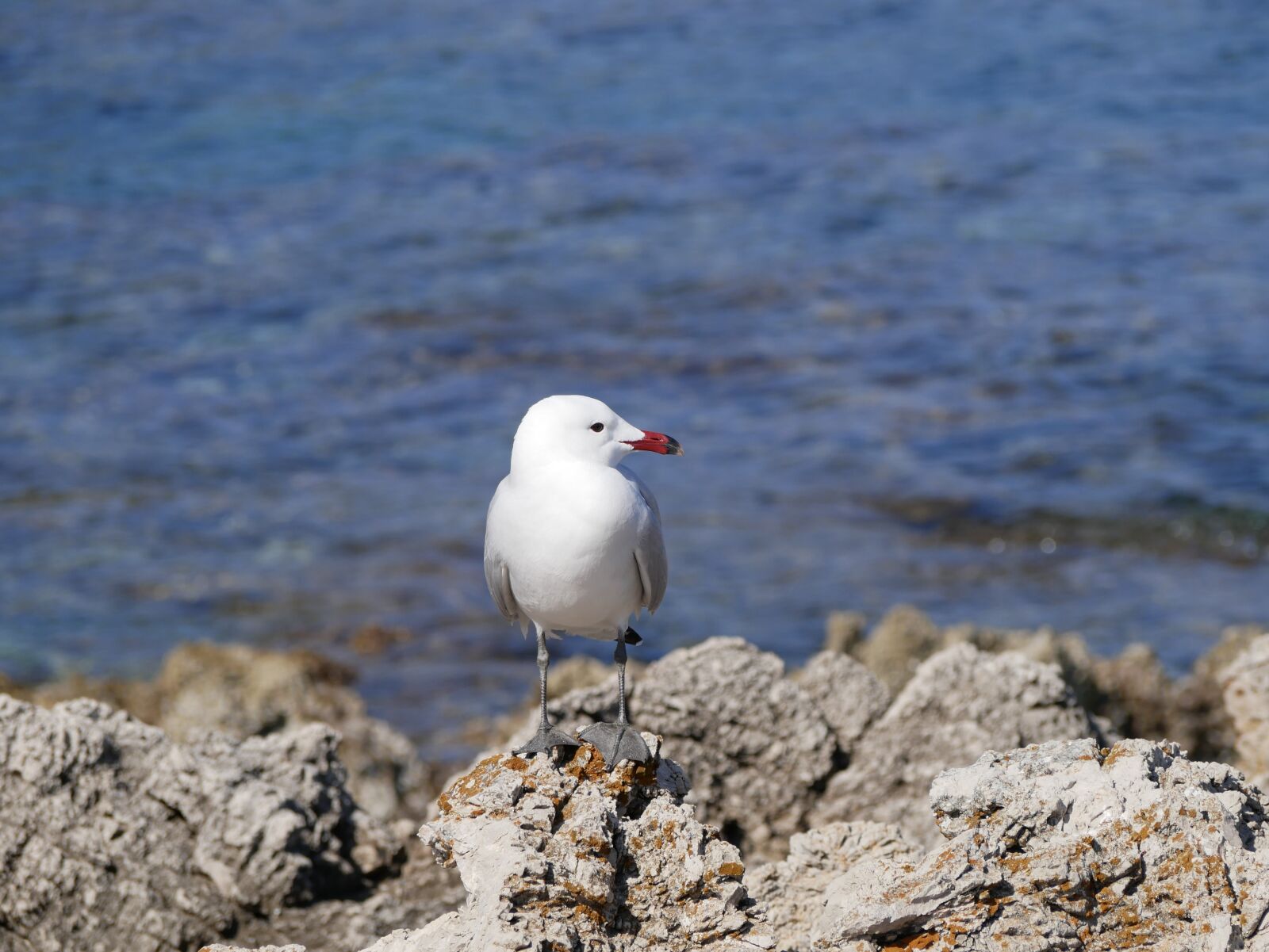 Panasonic Lumix DMC-GX85 (Lumix DMC-GX80 / Lumix DMC-GX7 Mark II) sample photo. Seagull, sea, mediterranean photography