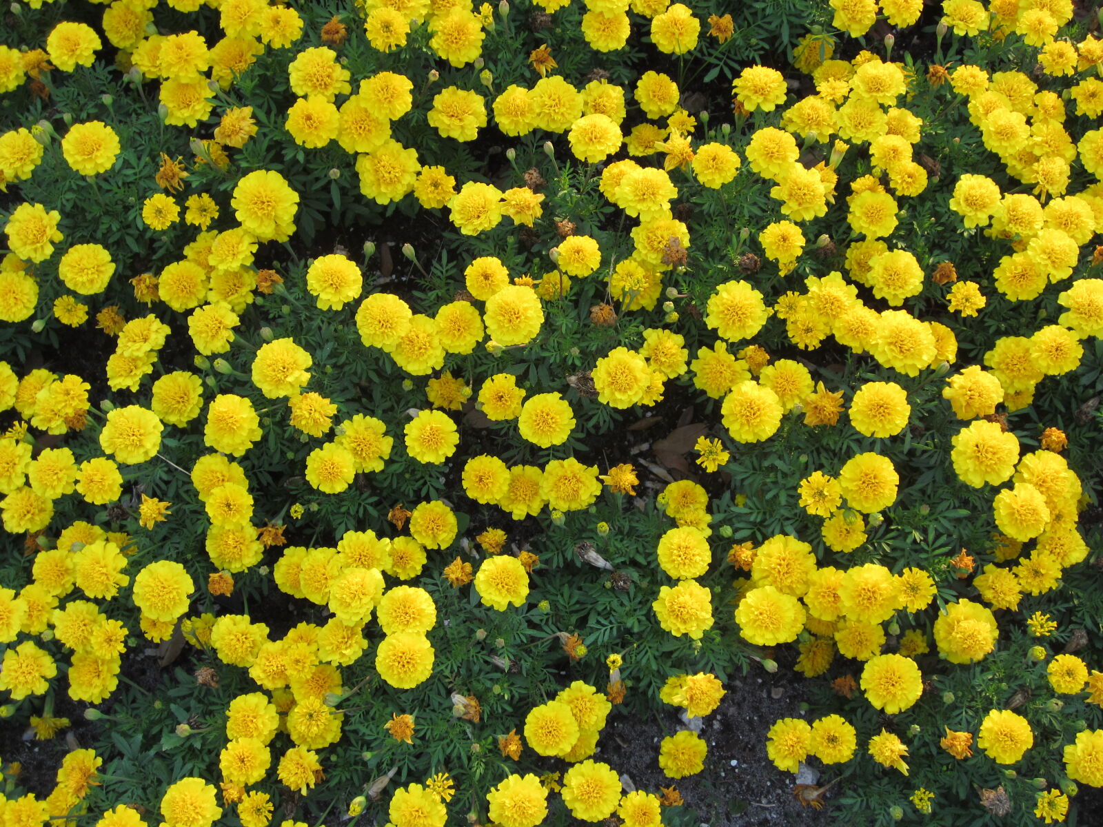 Canon PowerShot ELPH 300 HS (IXUS 220 HS / IXY 410F) sample photo. Fiore, flower, giallo, yellow photography