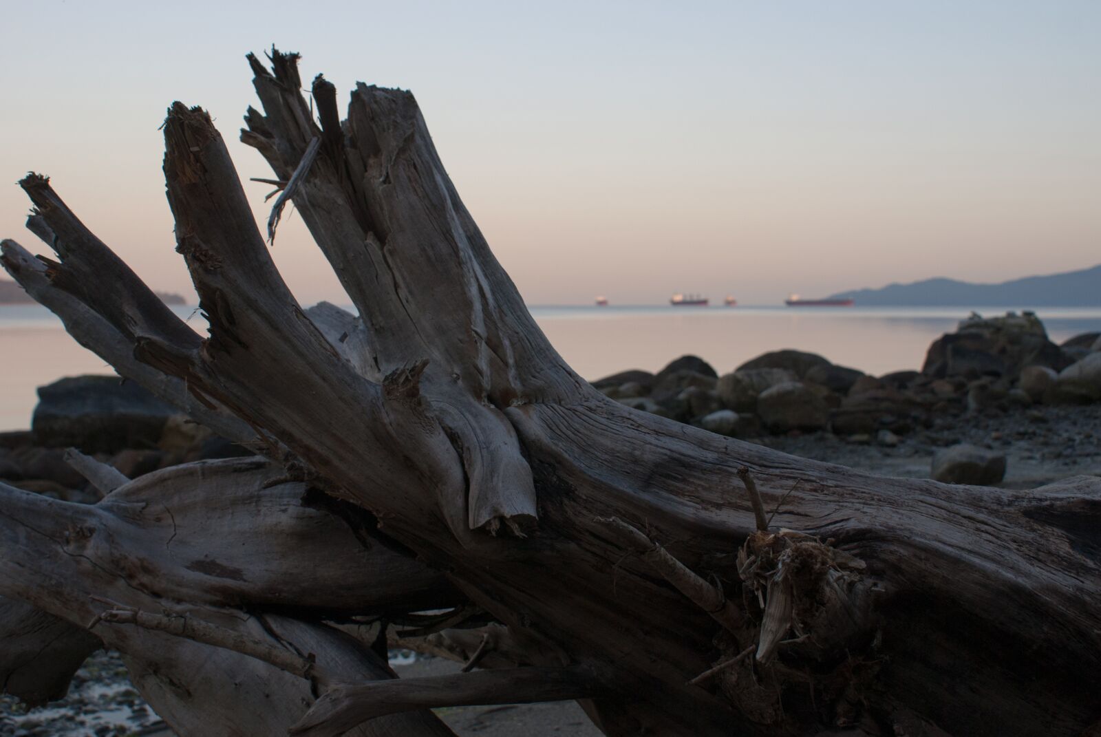 Sony Alpha DSLR-A100 sample photo. Wood, beach, dawn photography