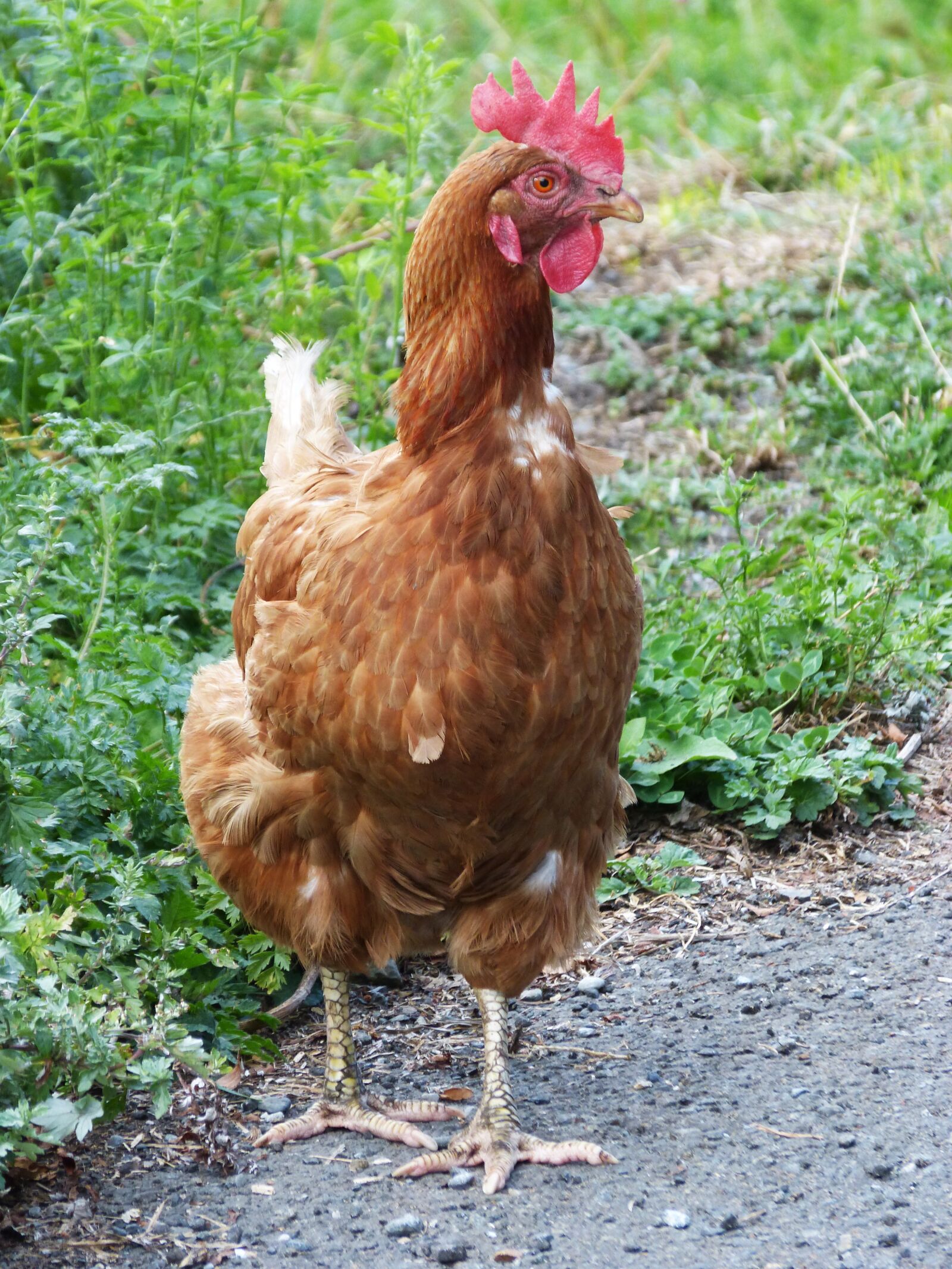 Panasonic DMC-FZ62 sample photo. Hen, freedom, field photography