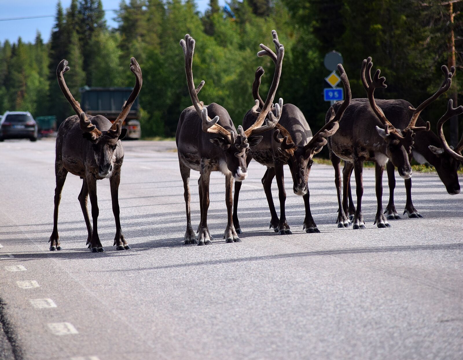 Nikon D5300 sample photo. Reindeer, lapland, sweden photography
