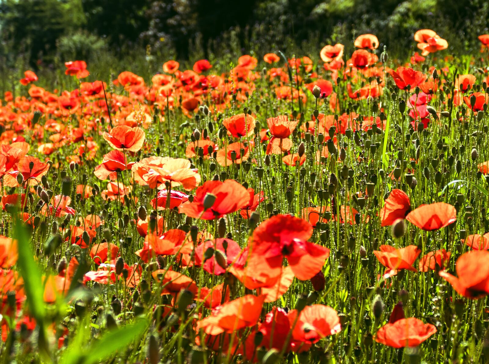 Panasonic Lumix DMC-FZ1000 sample photo. Poppy, poppy flower, field photography