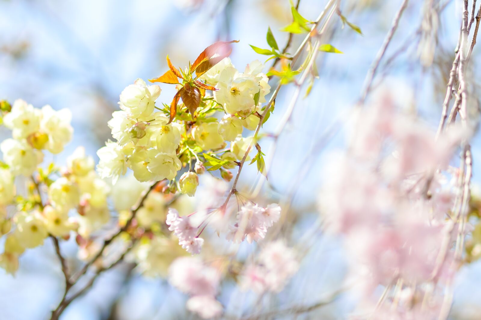 Nikon Df sample photo. Flowers, natural, cherry photography