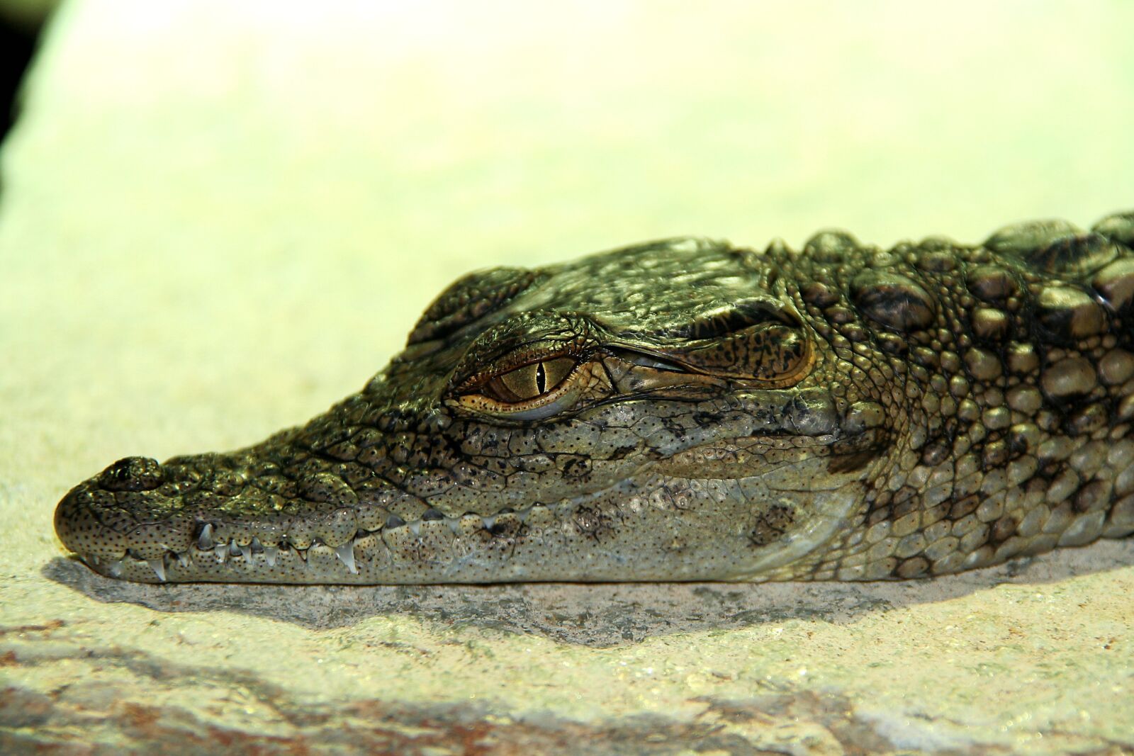 Canon EOS 350D (EOS Digital Rebel XT / EOS Kiss Digital N) sample photo. Crocodile, baby, reptile photography