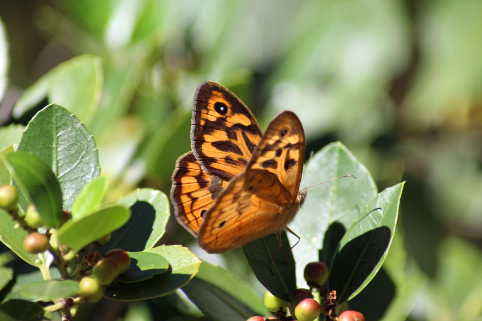 Canon EOS 700D (EOS Rebel T5i / EOS Kiss X7i) sample photo. Butterfly, orange, black photography
