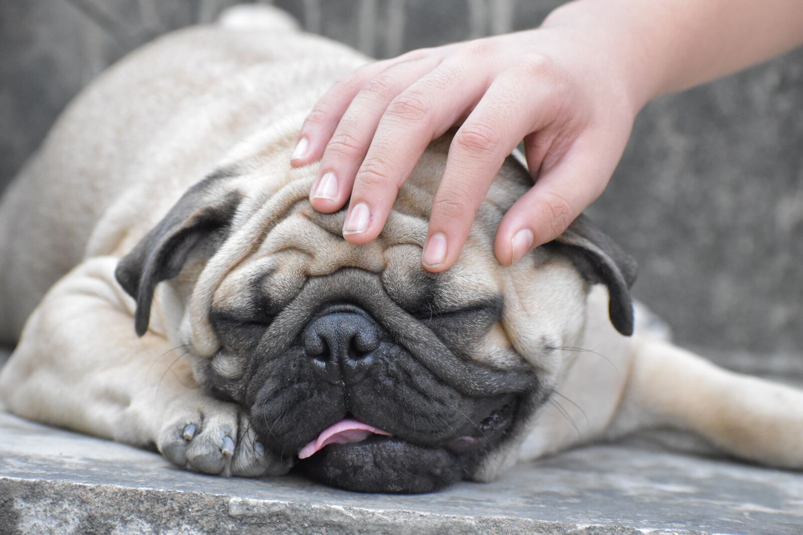 Nikon D5600 sample photo. Care, pup, friendship photography