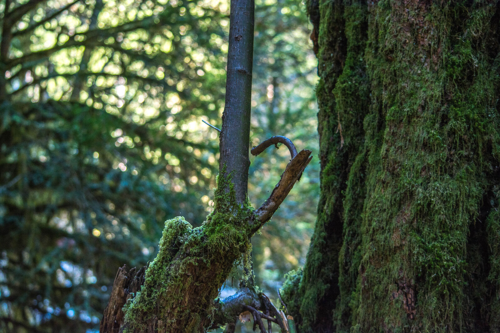 Nikon D5200 sample photo