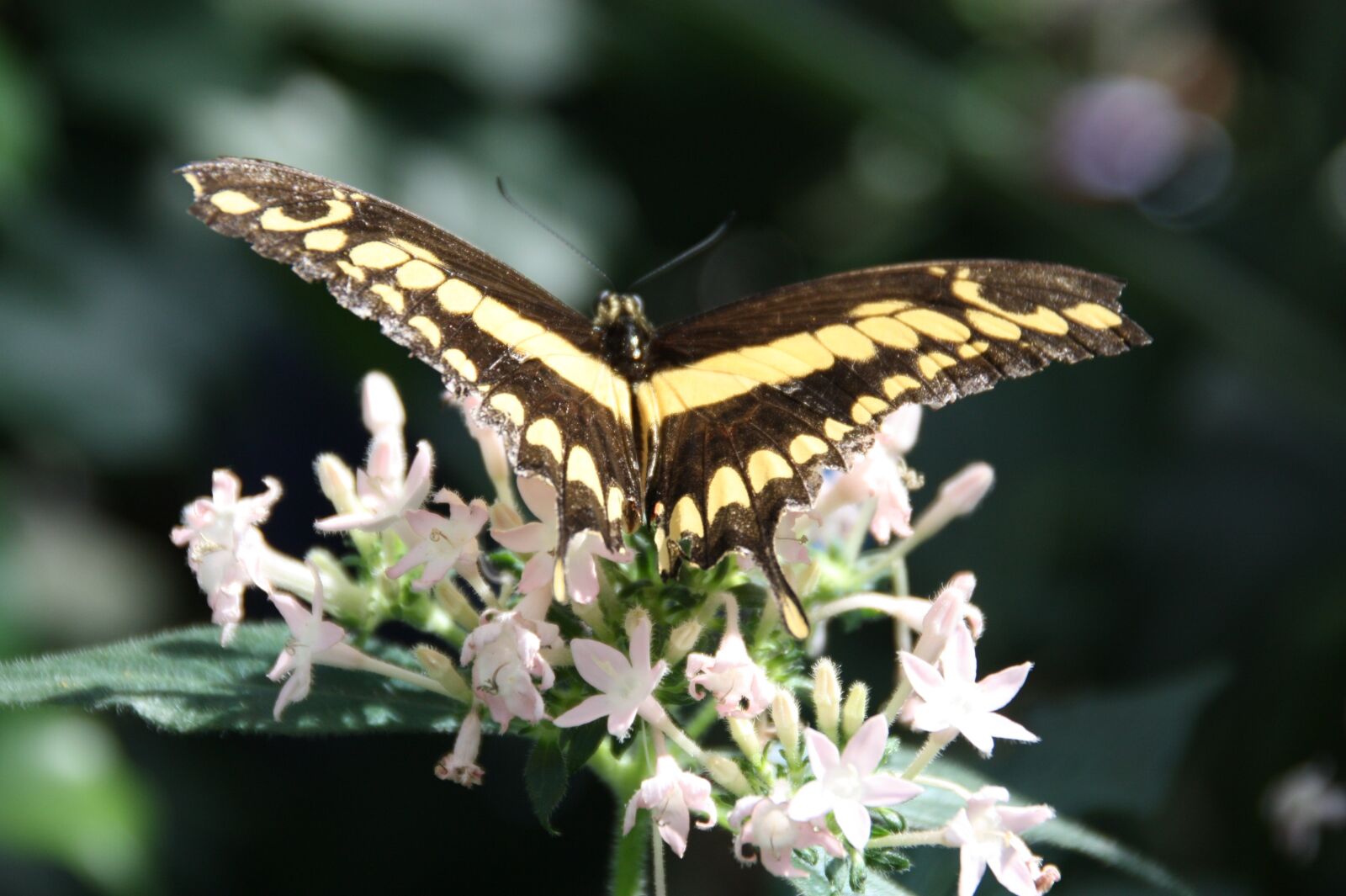Canon EOS 450D (EOS Rebel XSi / EOS Kiss X2) sample photo. Butterfly, nature, insect photography