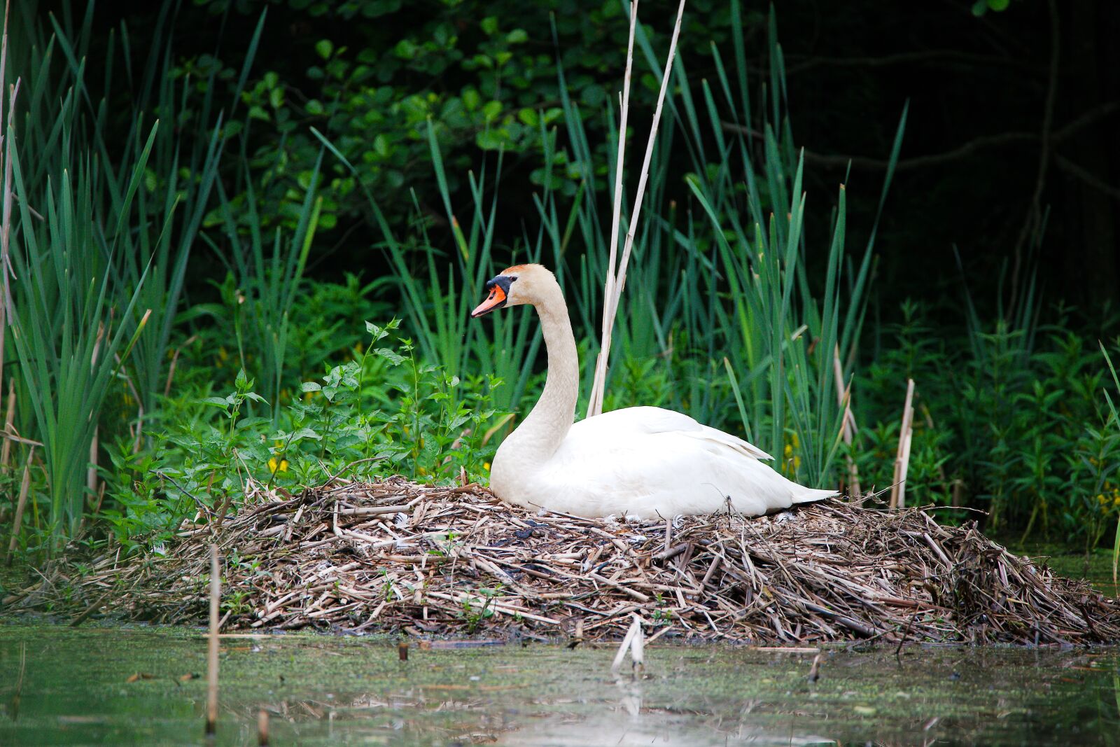 Canon EOS 6D sample photo. Nature, waters, puddle photography