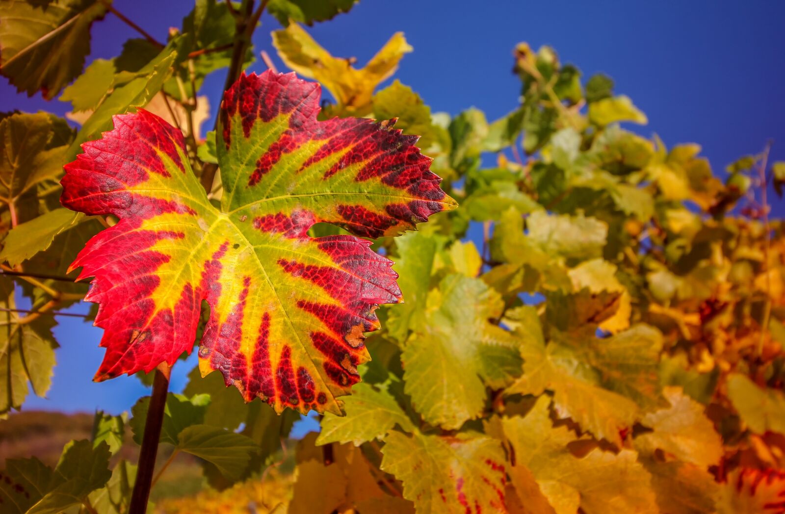 Canon EOS 60D + Canon EF-S 10-18mm F4.5–5.6 IS STM sample photo. Wine leaf, nature, plant photography