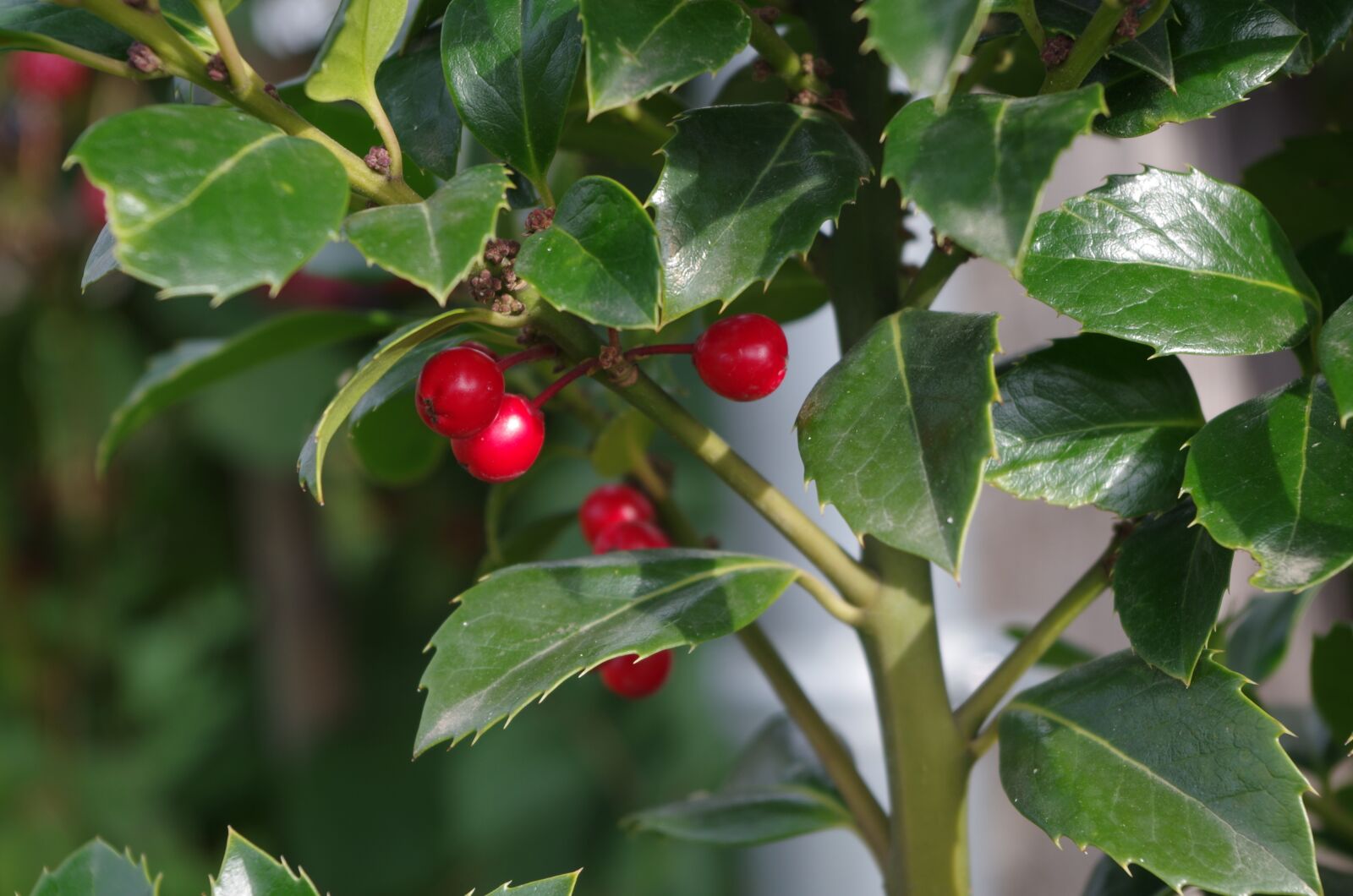 Pentax K-50 sample photo. Berries, red, plant photography
