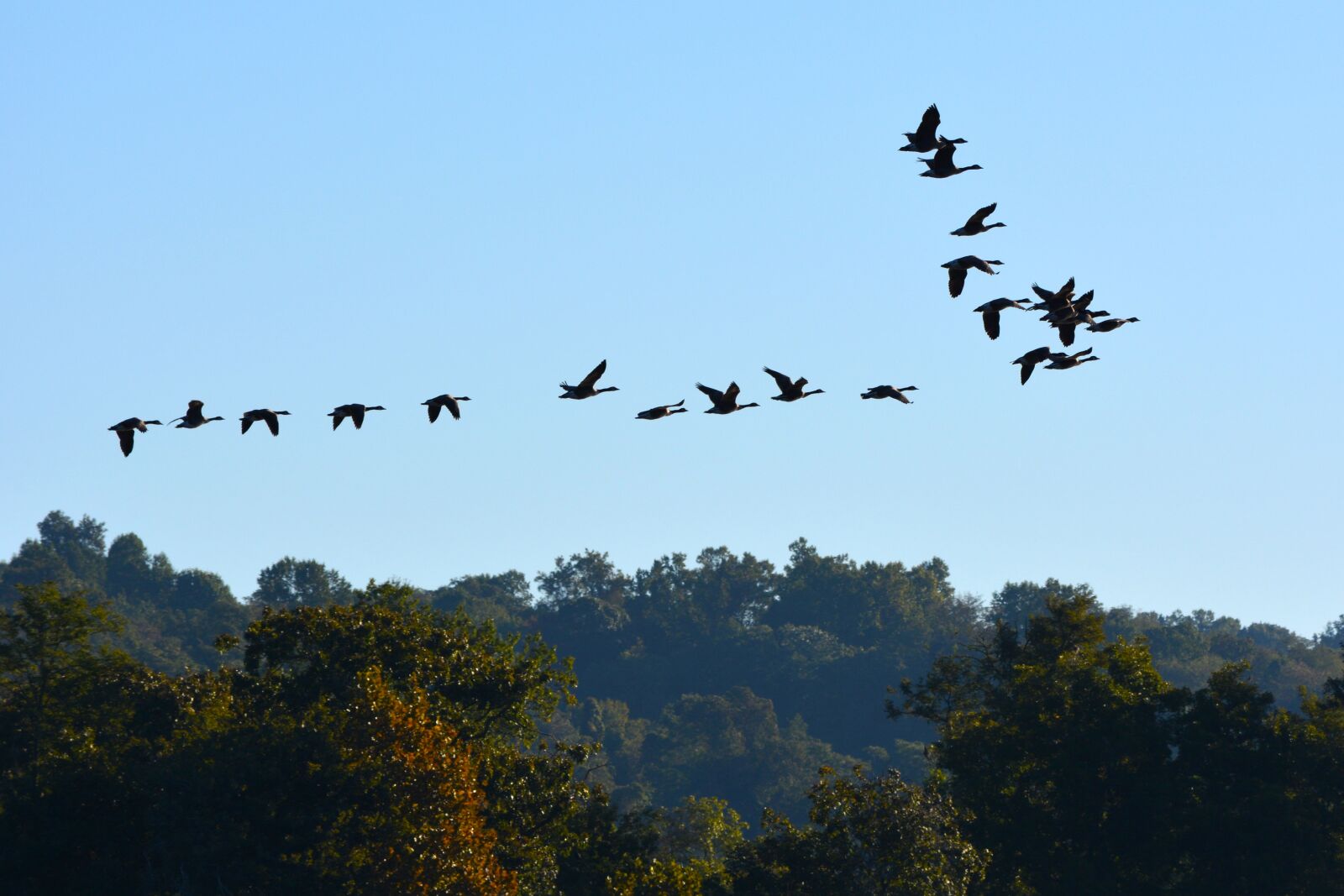 Nikon D5200 sample photo. Sky, flight, bird photography