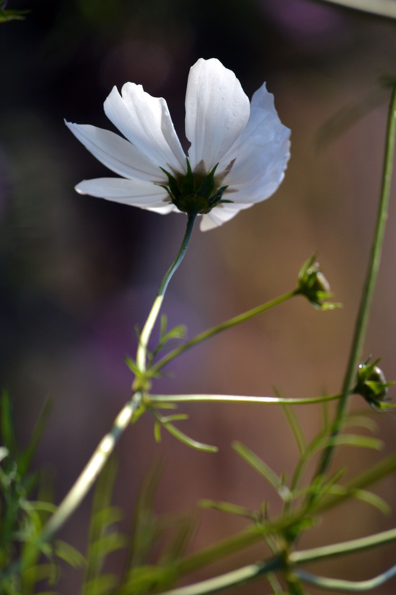 Nikon D3100 sample photo. White cosmos, spring, countryside photography