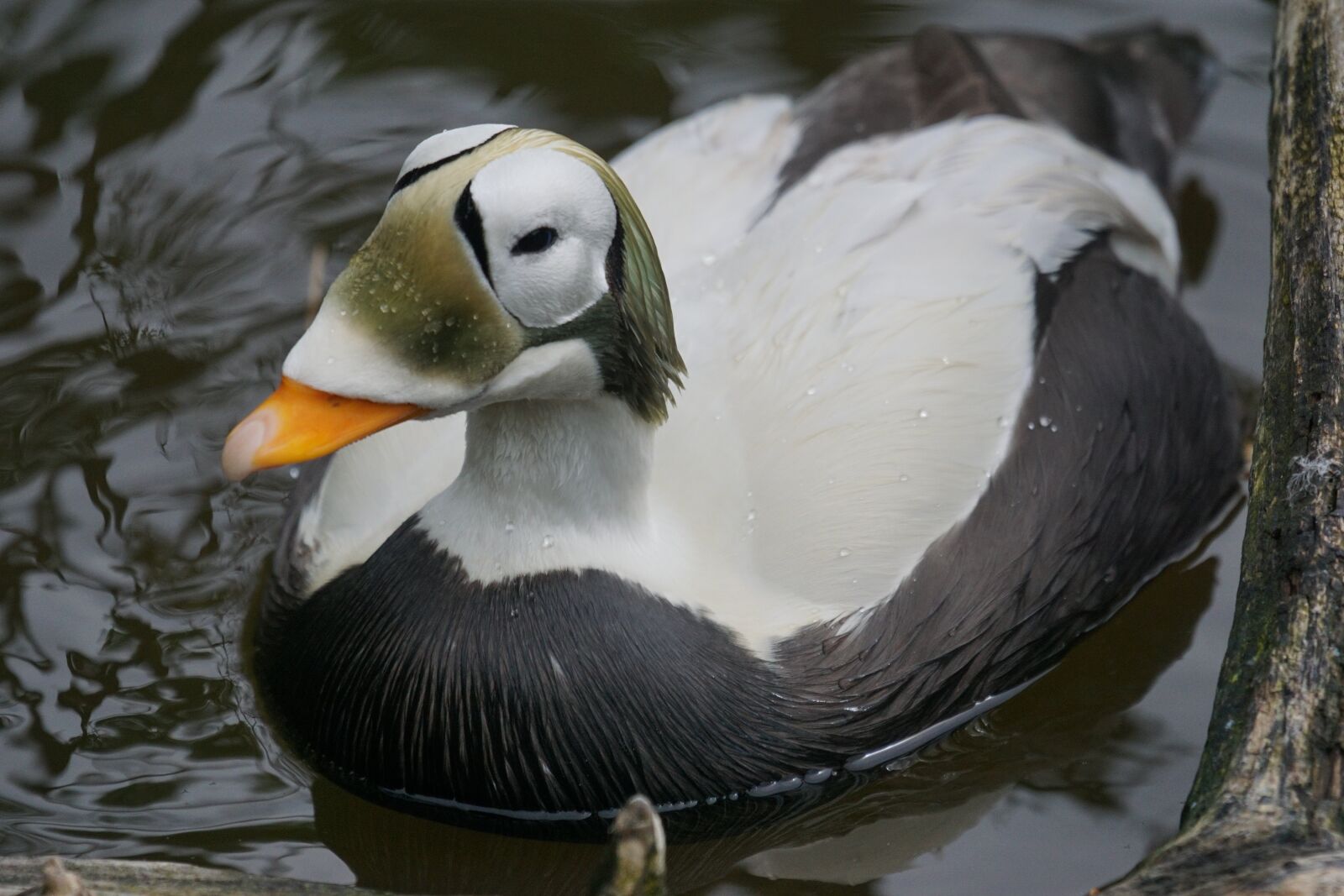 Sony ILCA-77M2 + Sony 70-400mm F4-5.6 G SSM sample photo. Plush head eider, male photography
