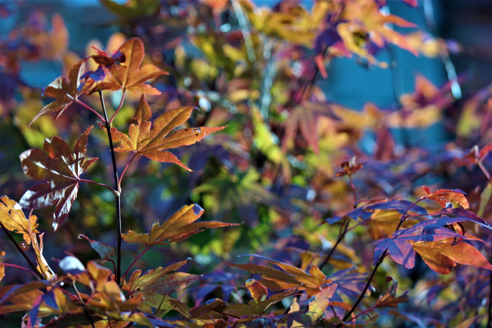 Samsung NX30 + NX 50-200mm F4-5.6 sample photo. Tree, leaves, maple photography