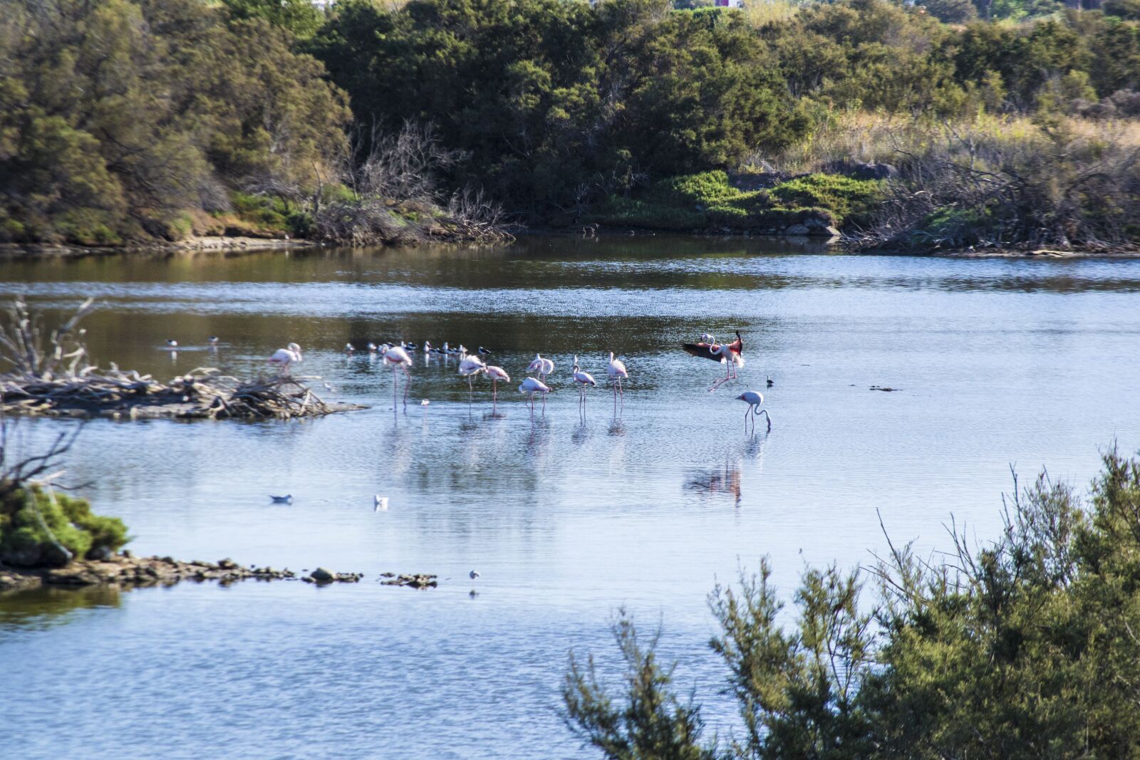 Nikon D3100 sample photo. Flamingos, lake, water photography