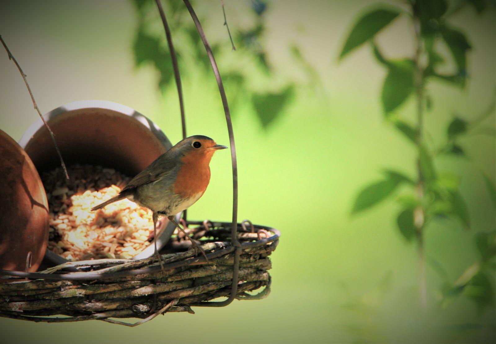 Canon EOS 7D sample photo. Robin, bird, songbird photography