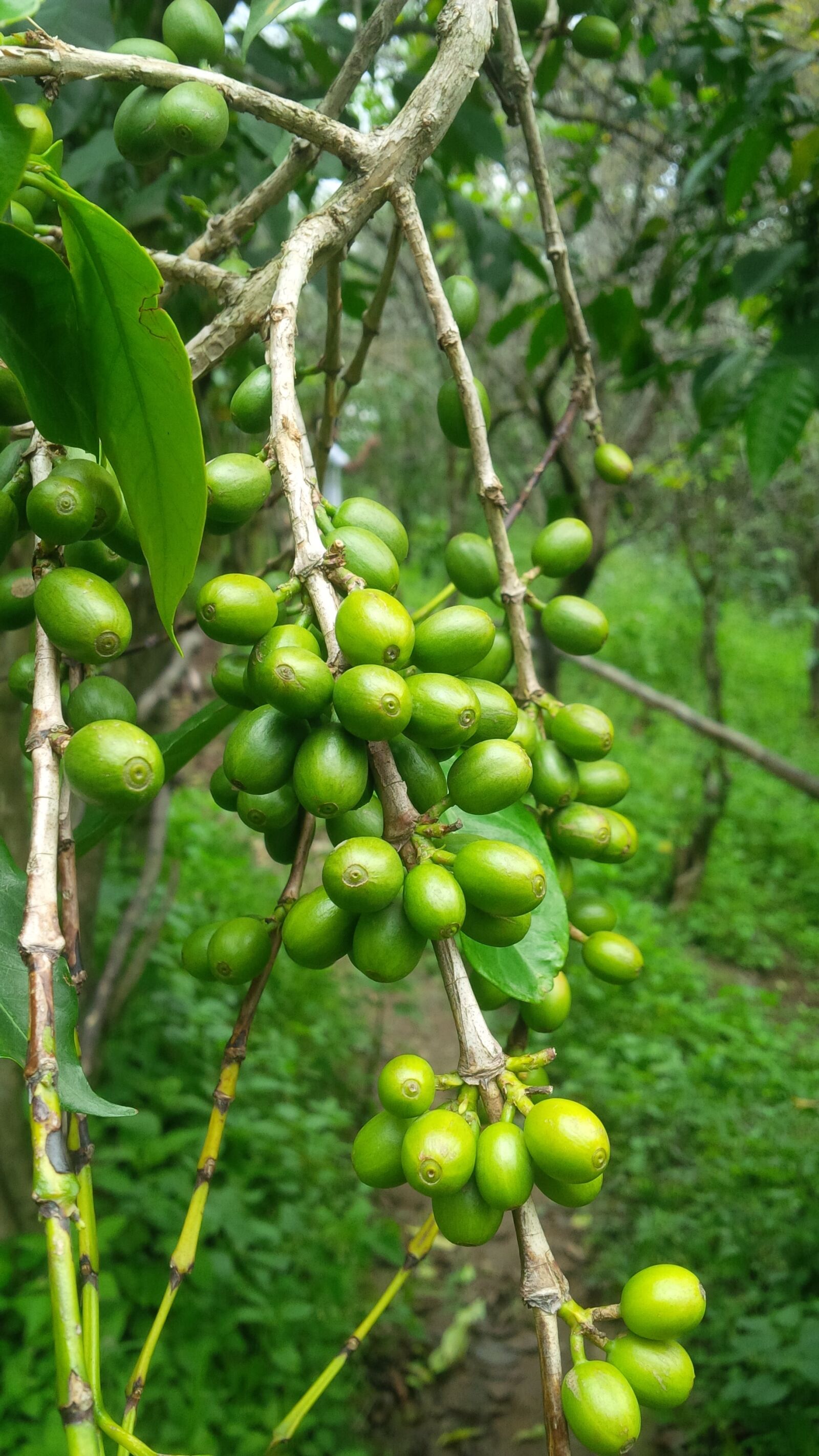 BlackBerry Z10 sample photo. Plantation, kerala, nature photography