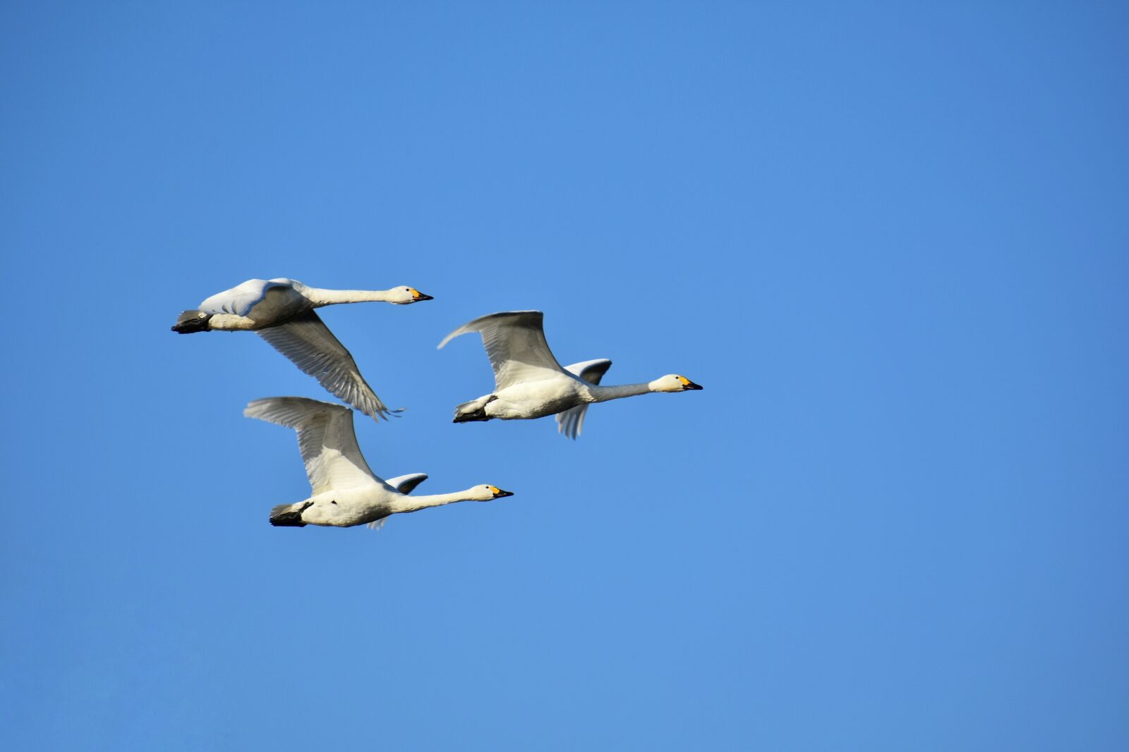 Nikon D7200 sample photo. Animal, sky, bird photography
