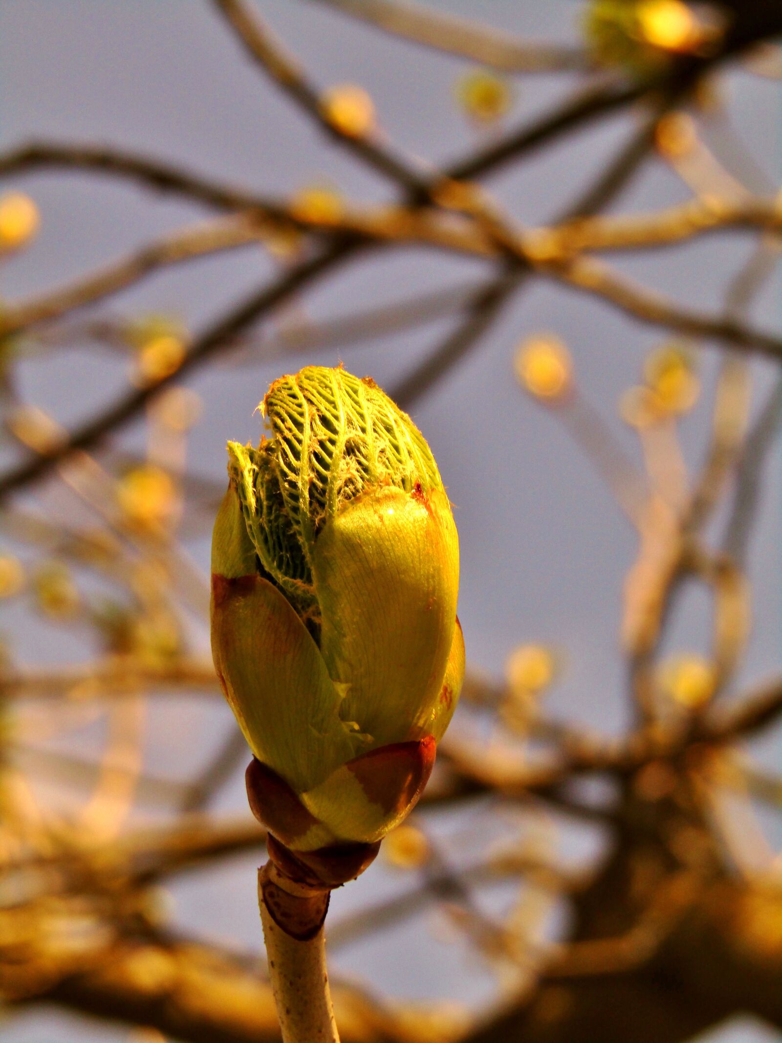 Canon POWERSHOT SX432 IS sample photo. Chestnut tree, aesthetic, bud photography