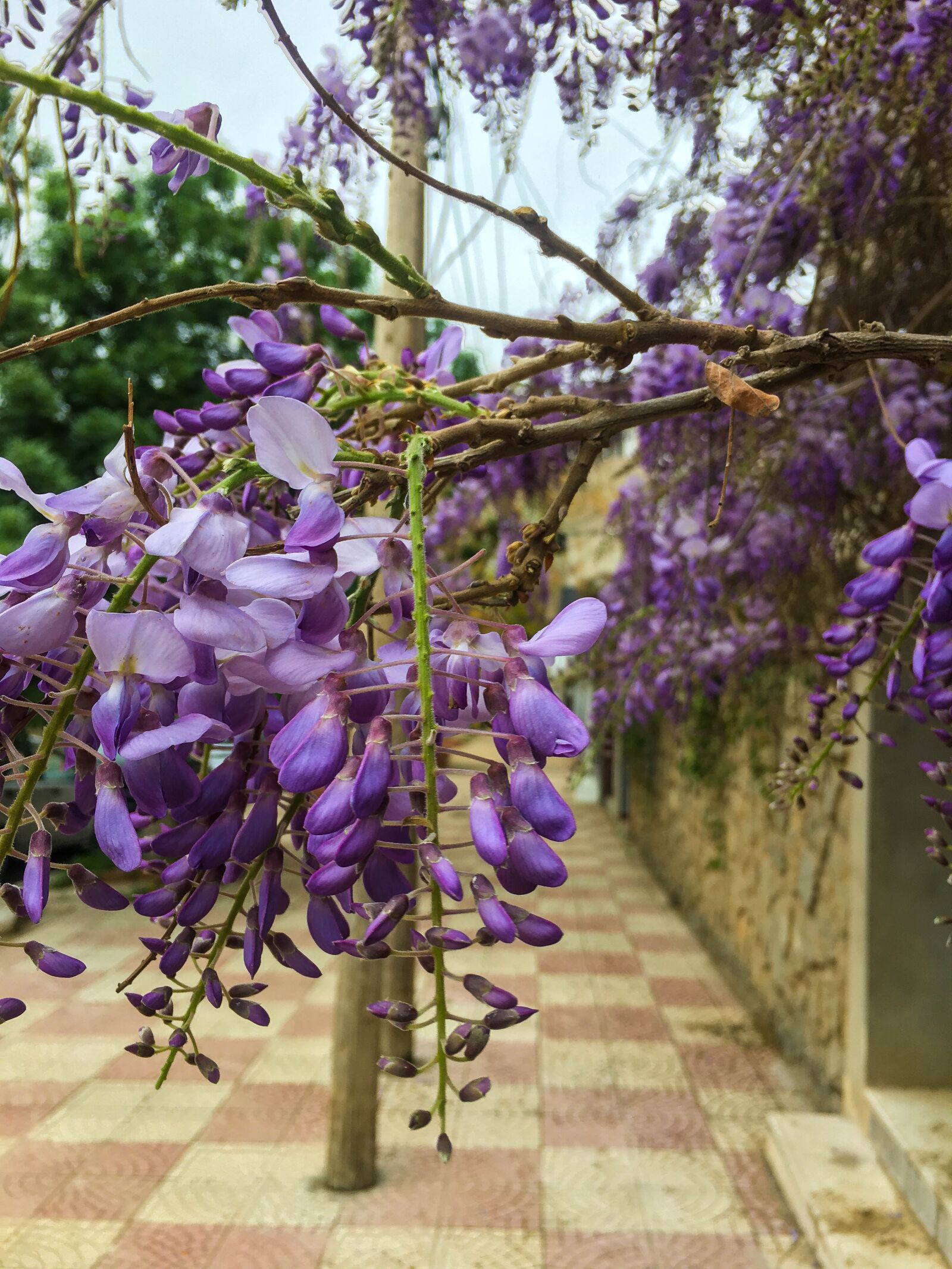 Apple iPhone 6s sample photo. Nature, spring, flowers photography