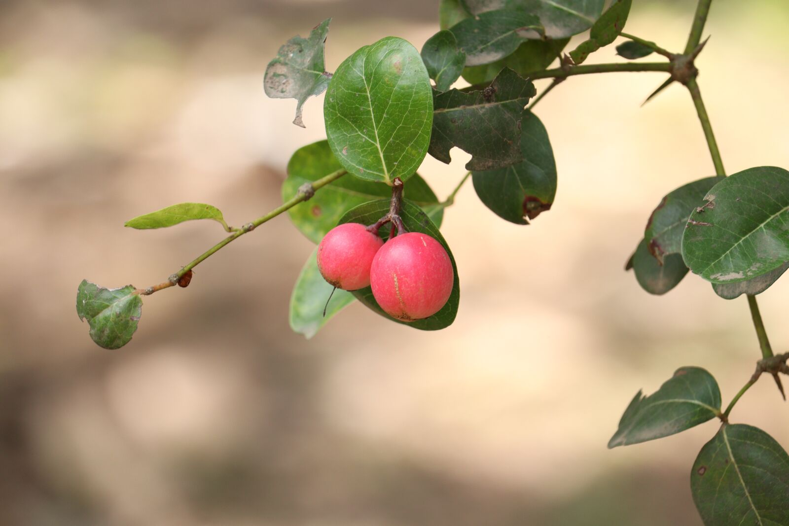 Canon EOS 250D (EOS Rebel SL3 / EOS Kiss X10 / EOS 200D II) sample photo. Small fruit, tree, green photography