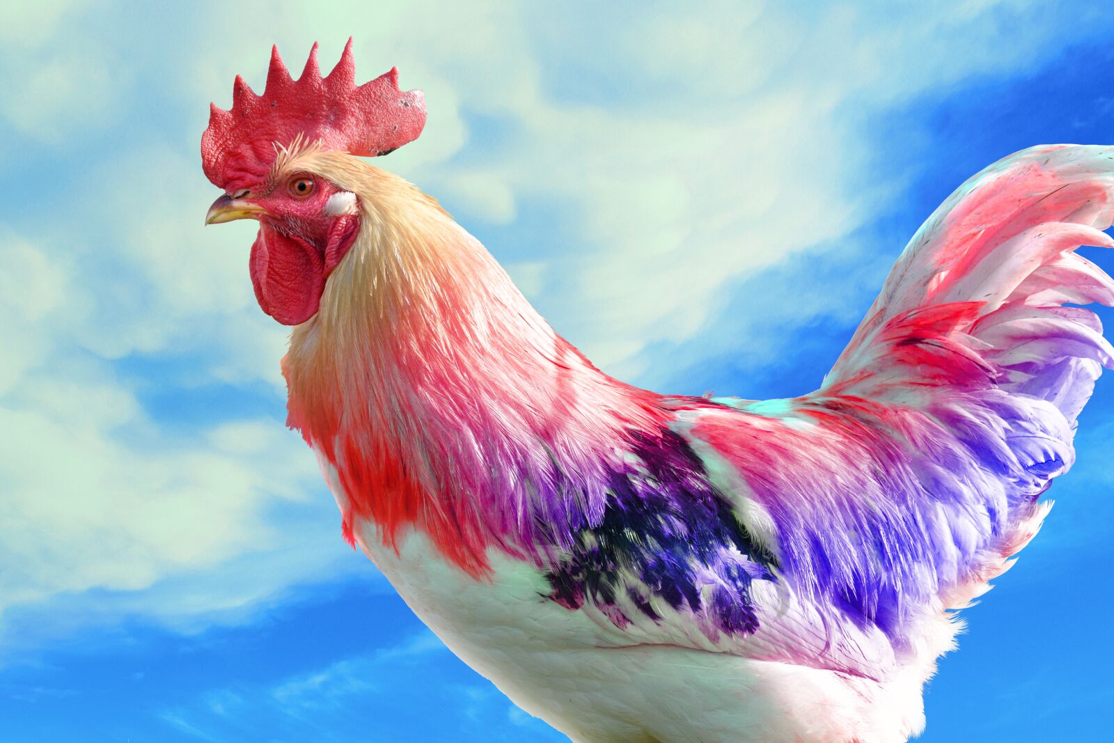 Nikon D5300 sample photo. Hahn, chickens, bird photography