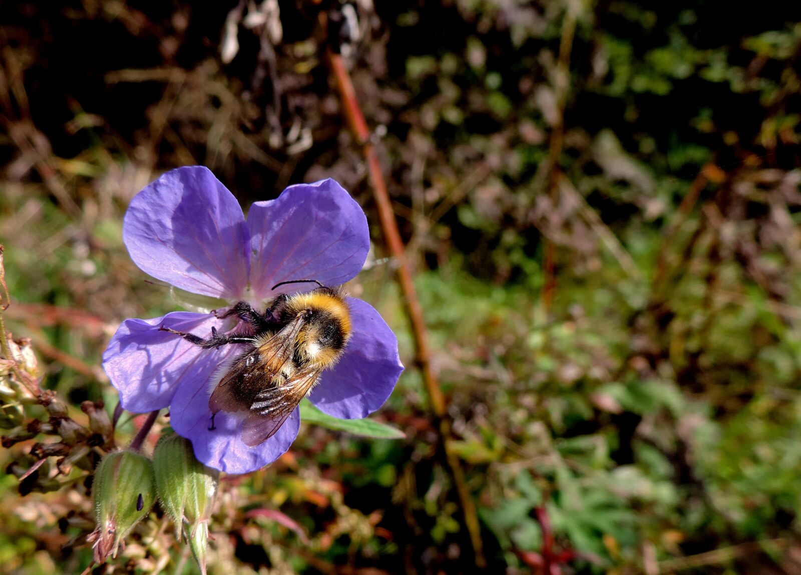 Nikon Coolpix P520 sample photo. Bumble bee, bee, nature photography