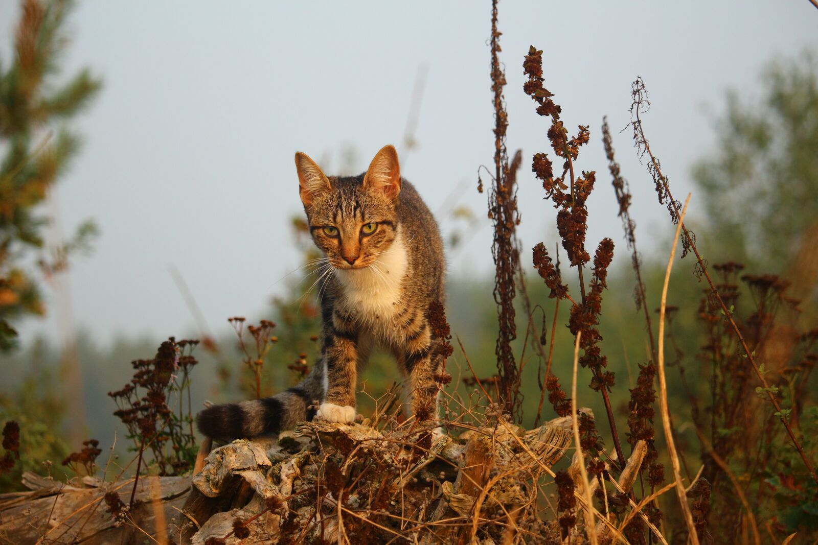 Canon EOS 100D (EOS Rebel SL1 / EOS Kiss X7) sample photo. Cat, mieze, kitten photography