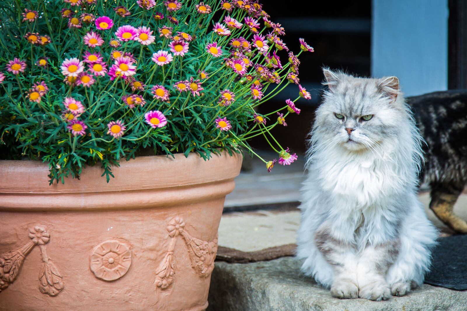 Canon EF 24-105mm F4L IS USM sample photo. Cat, persian cat, pet photography