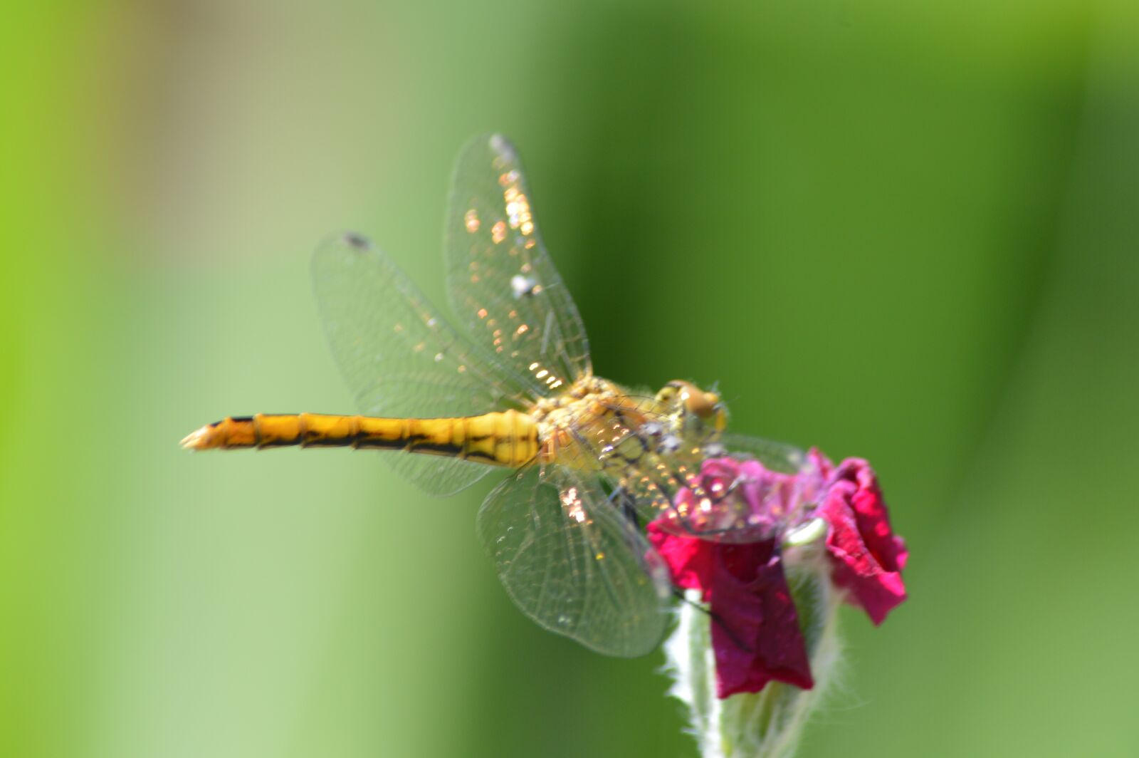 Nikon D3200 sample photo. Insect, dragonfly, animals photography