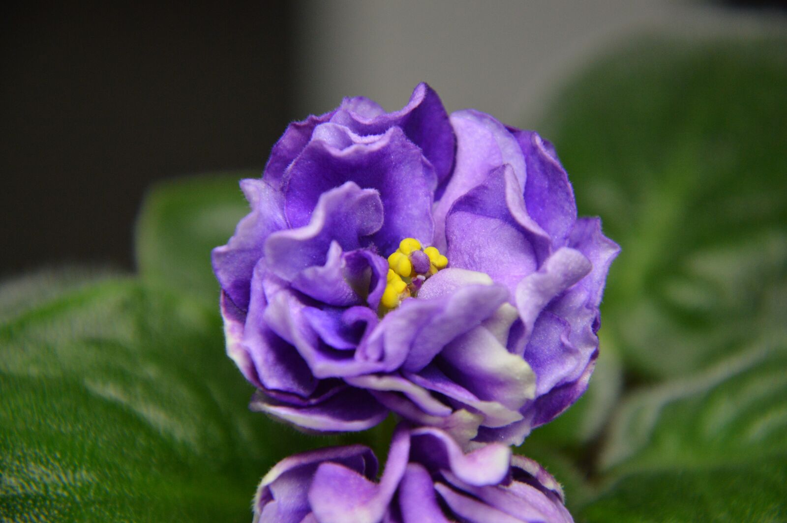 Nikon D3200 sample photo. In full bloom, flowering photography