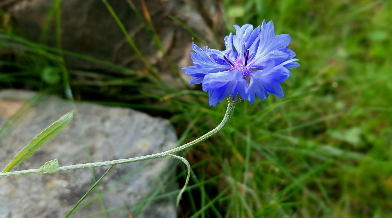 Samsung Galaxy S7 sample photo. Blossom, bloom, cornflower photography