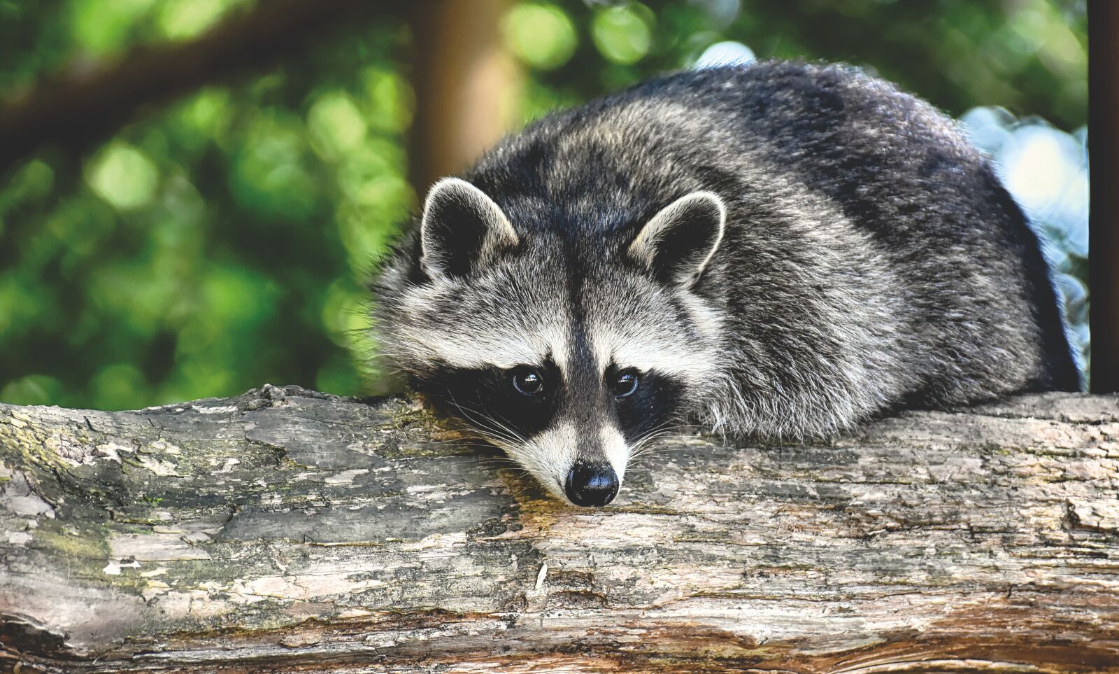 Nikon D7200 sample photo. Raccoon, wild animal, furry photography