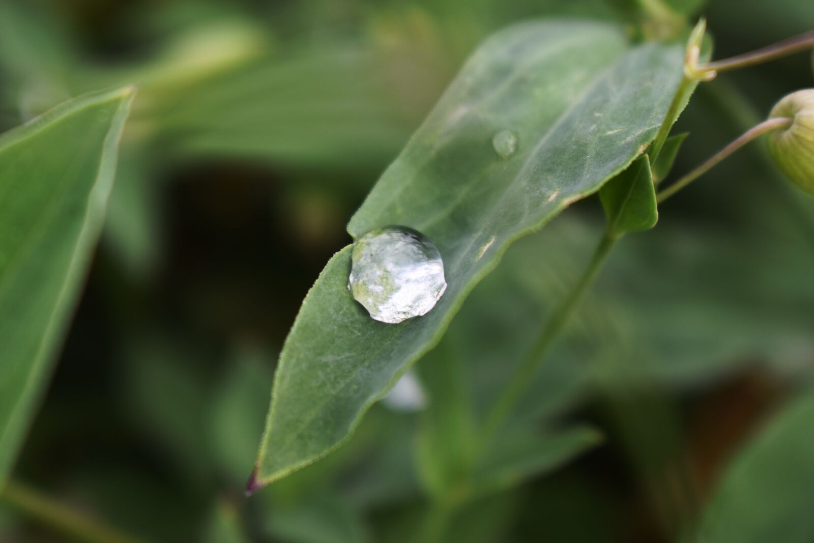 Nikon D3400 sample photo. Water drop, leaf, dew photography