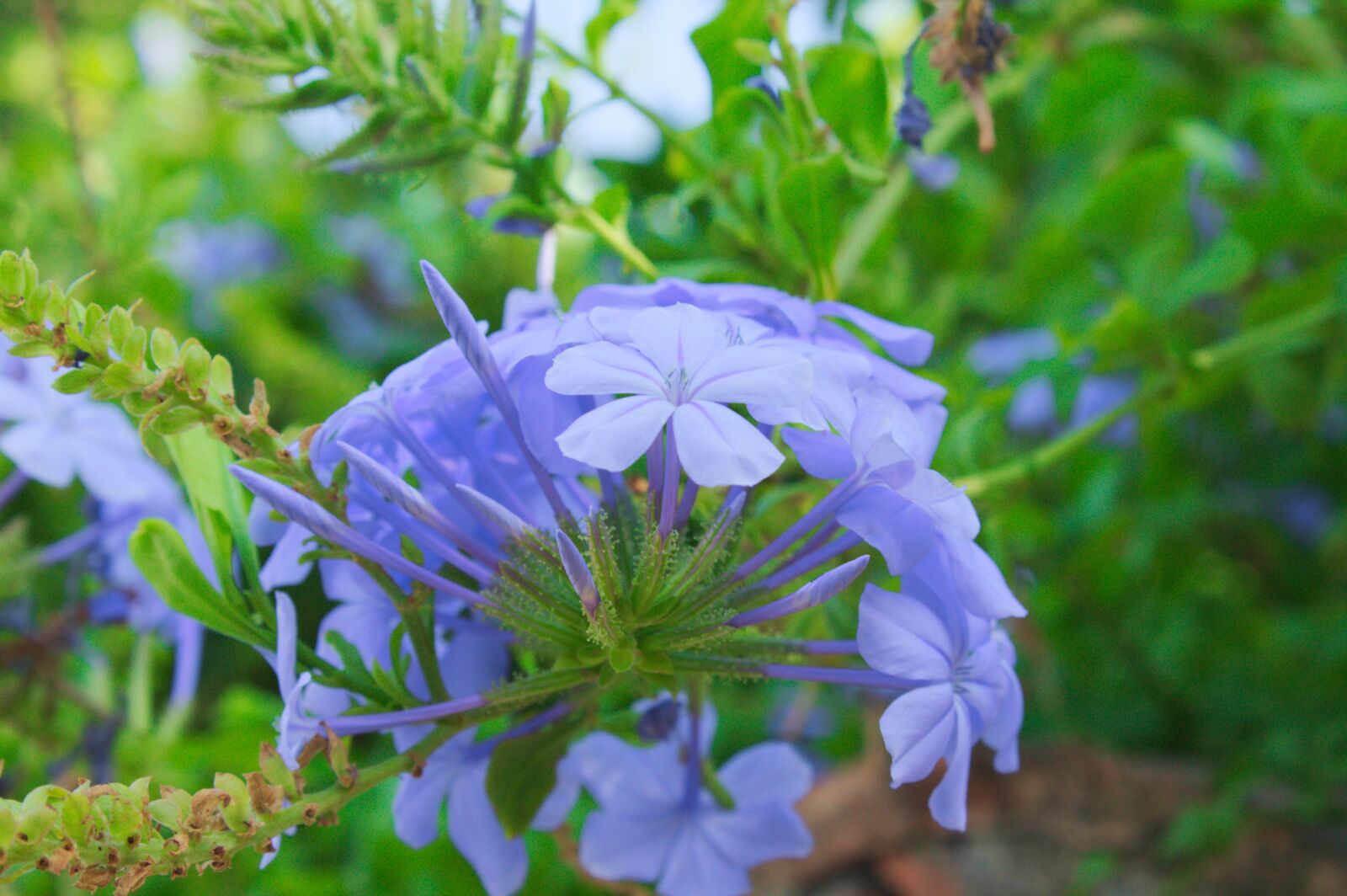 Canon EOS 1100D (EOS Rebel T3 / EOS Kiss X50) sample photo. Summer, sun, provence photography