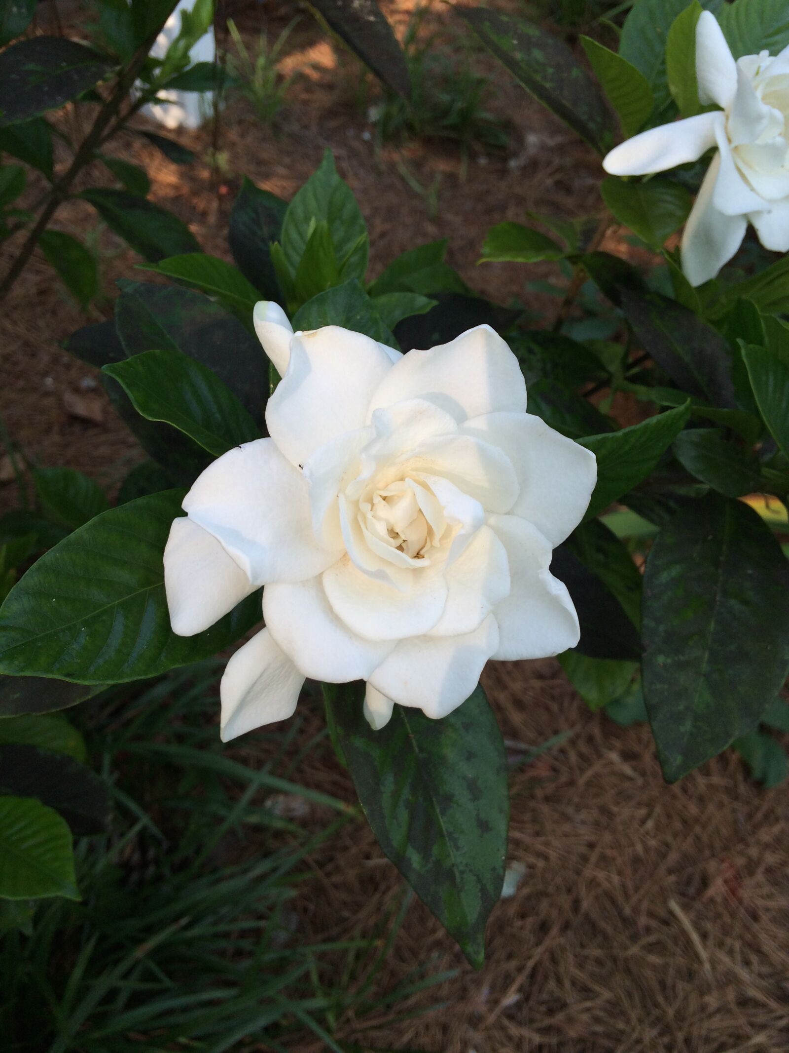 iPhone 5s back camera 4.15mm f/2.2 sample photo. Floral, gardenia, nature photography